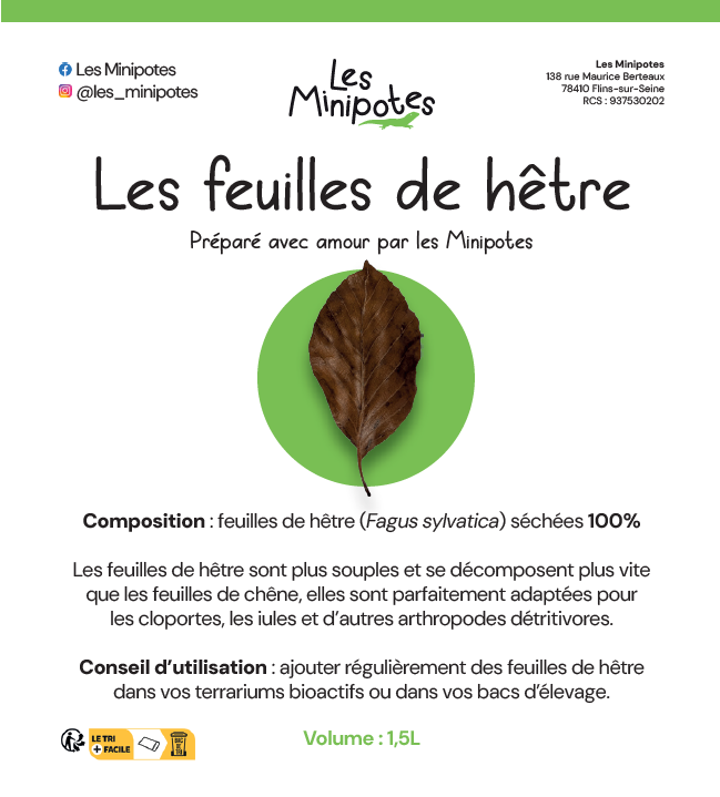 feuilles_hetre