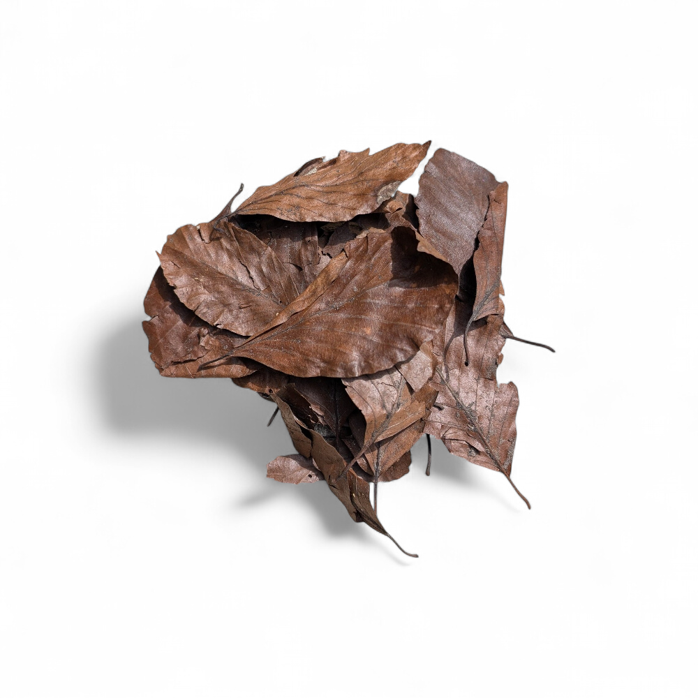 feuilles-hetre