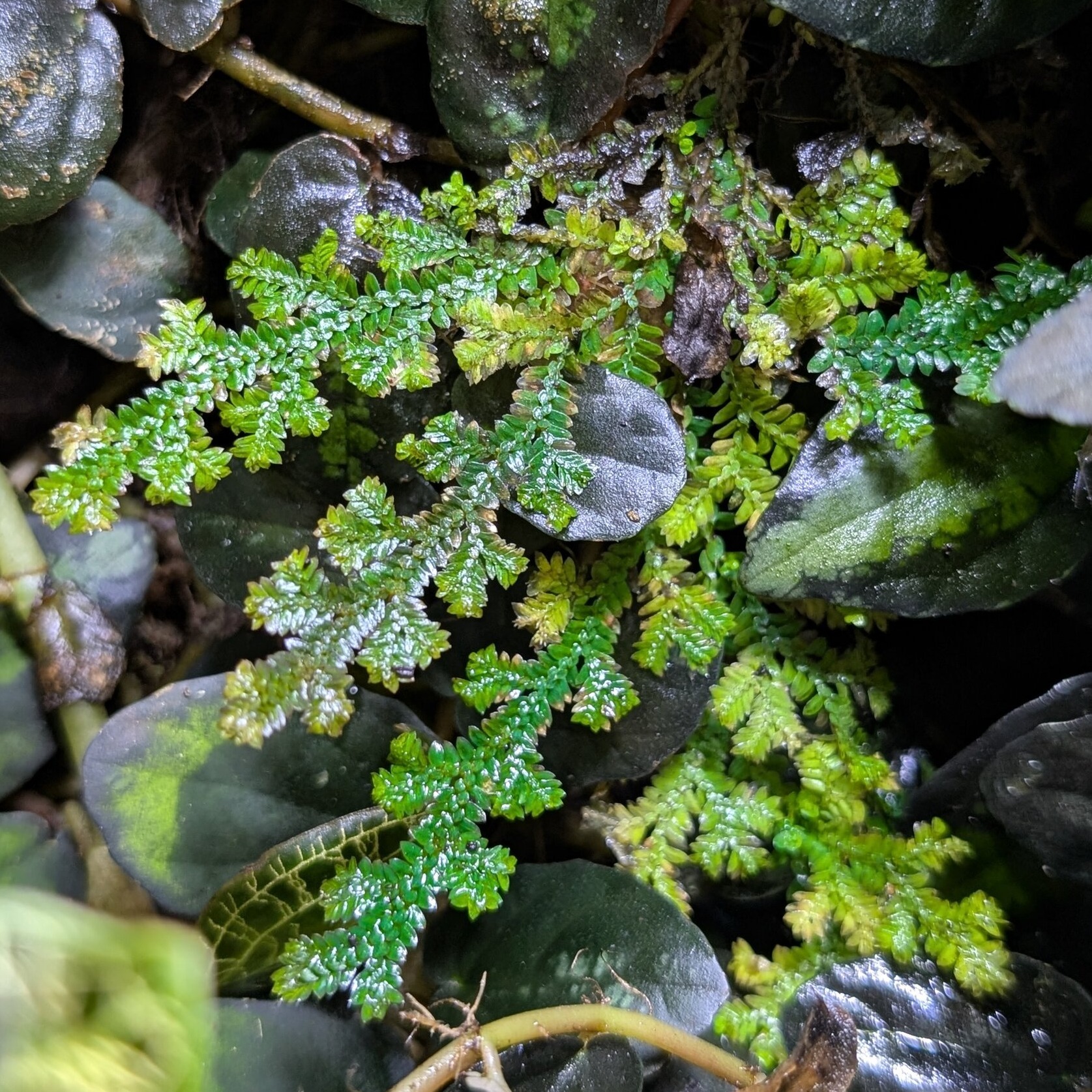 selaginella_uncinata