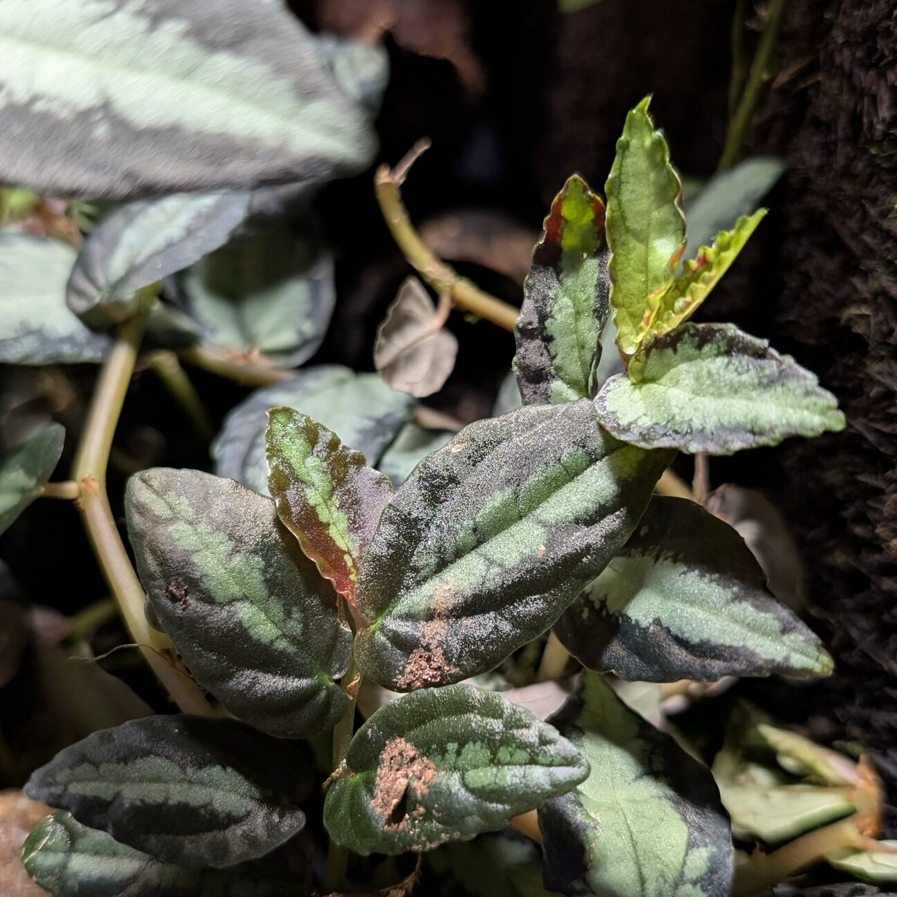 pellionia_rupens