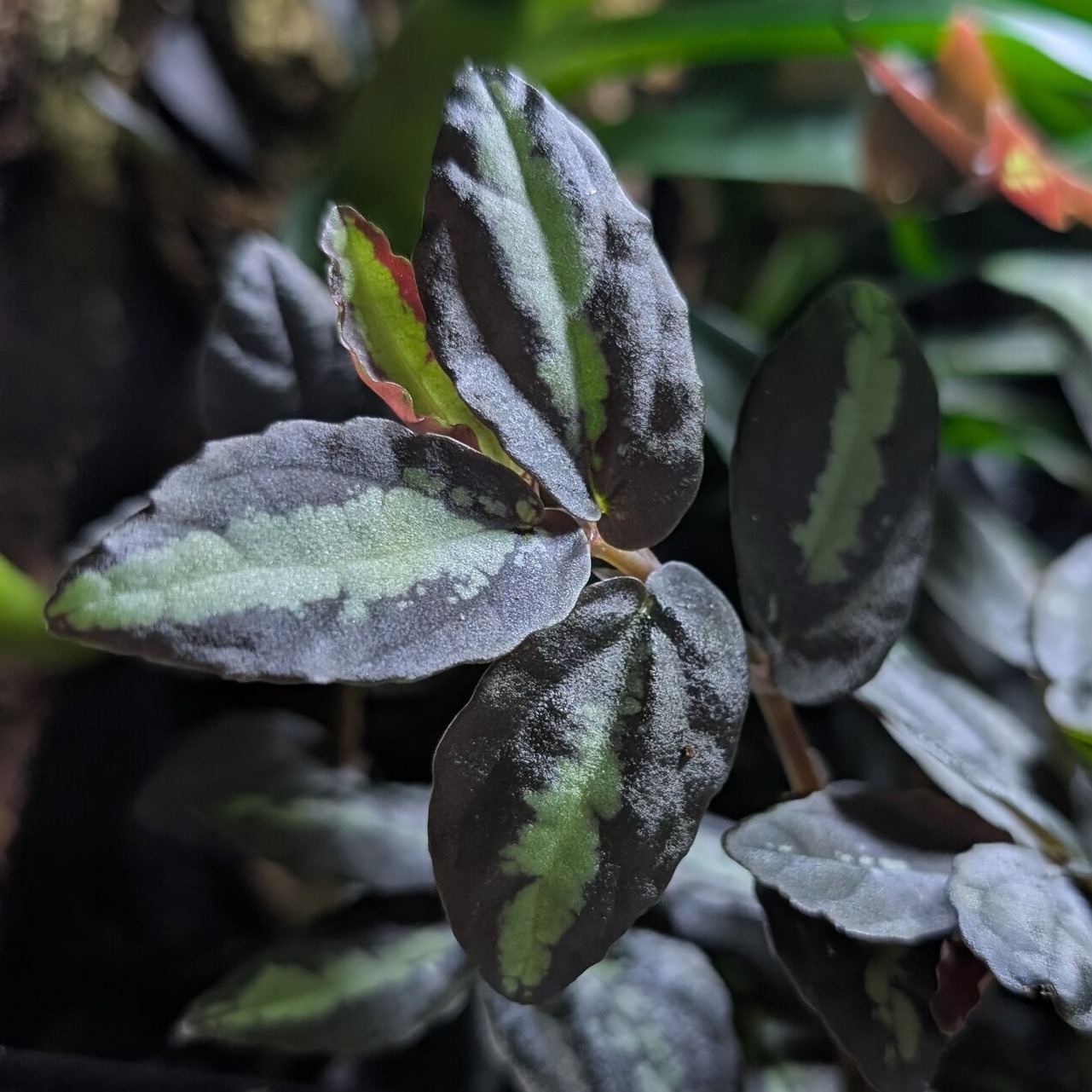 pellionia_rupens_2