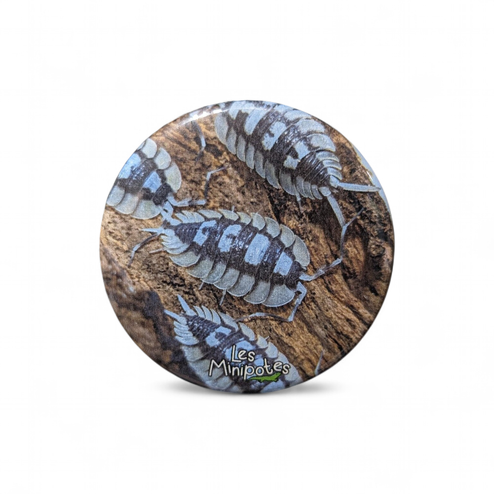 magnet-porcellio-expansus-56mm-minipotes