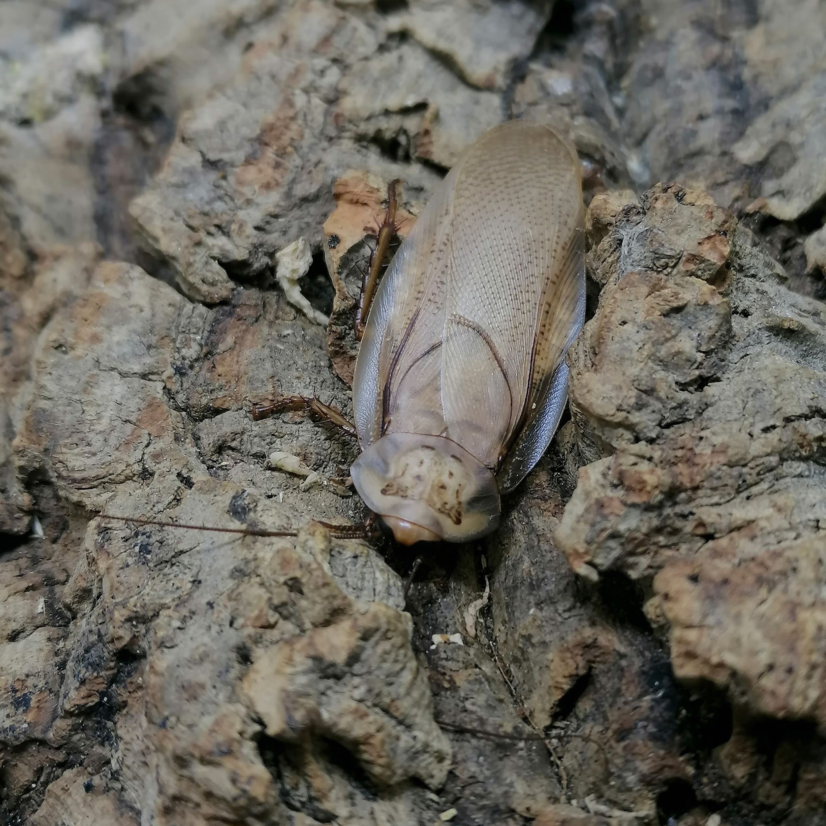 Rhyparobia maderae Gold