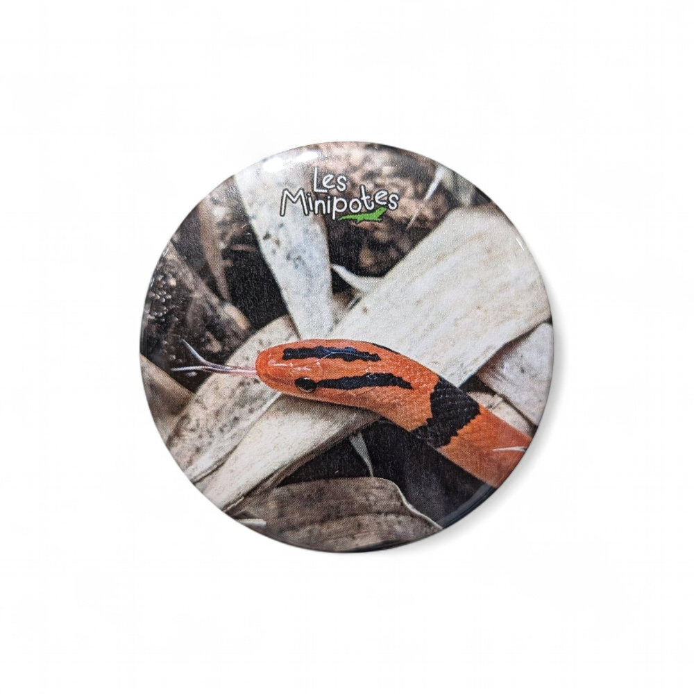 magnet-oreocryptophis-porphyraceus-56mm-minipotes