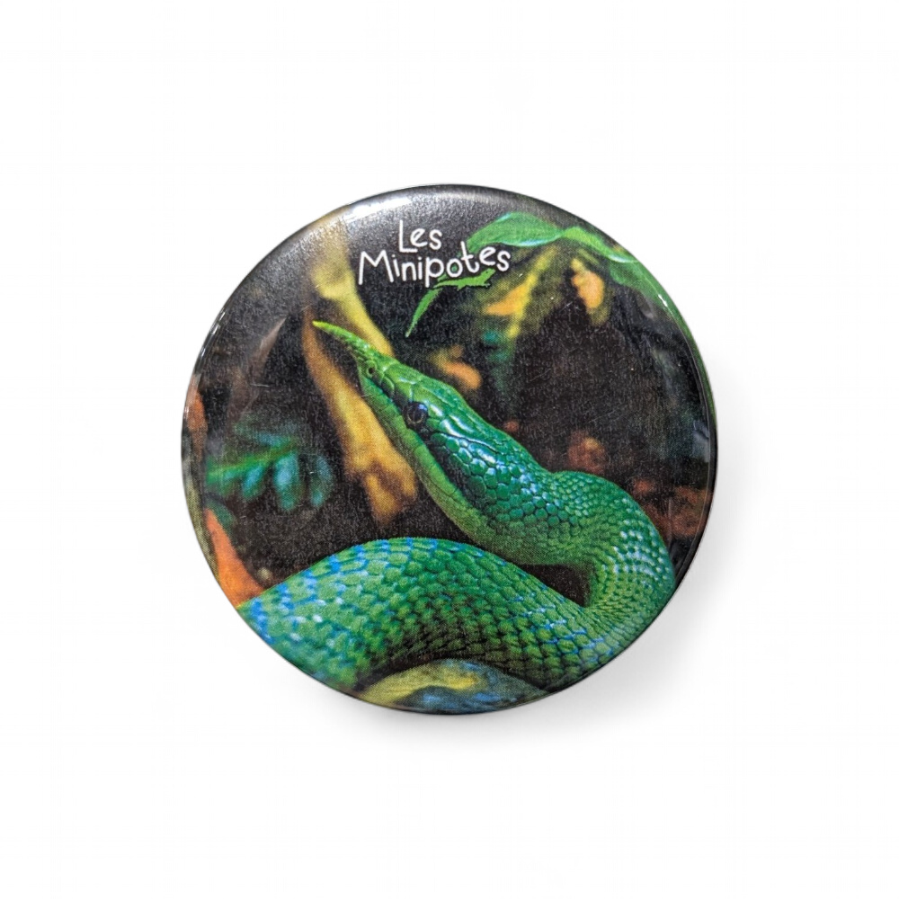 magnet-gonyosoma-boulengeri-56mm-minipotes
