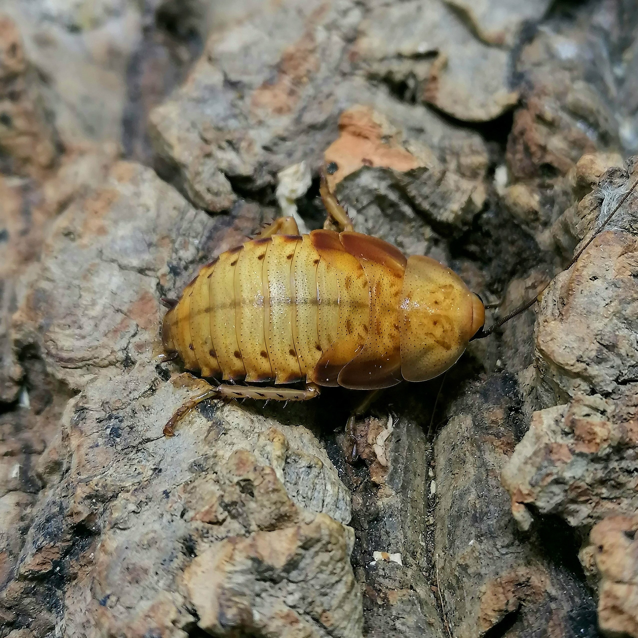 Rhyparobia maderae Gold juvénile