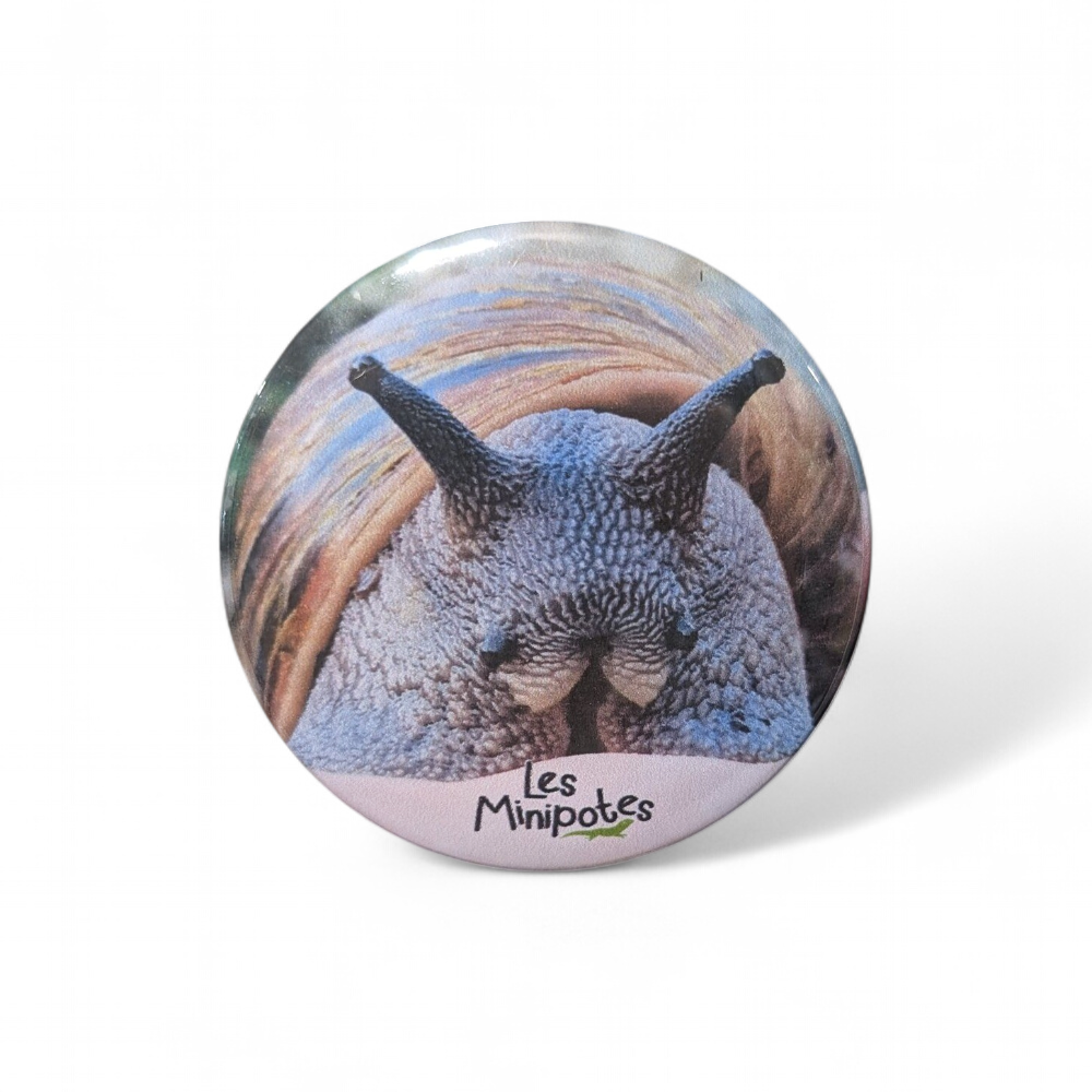 magnet-achatina-achatina-56mm-minipotes