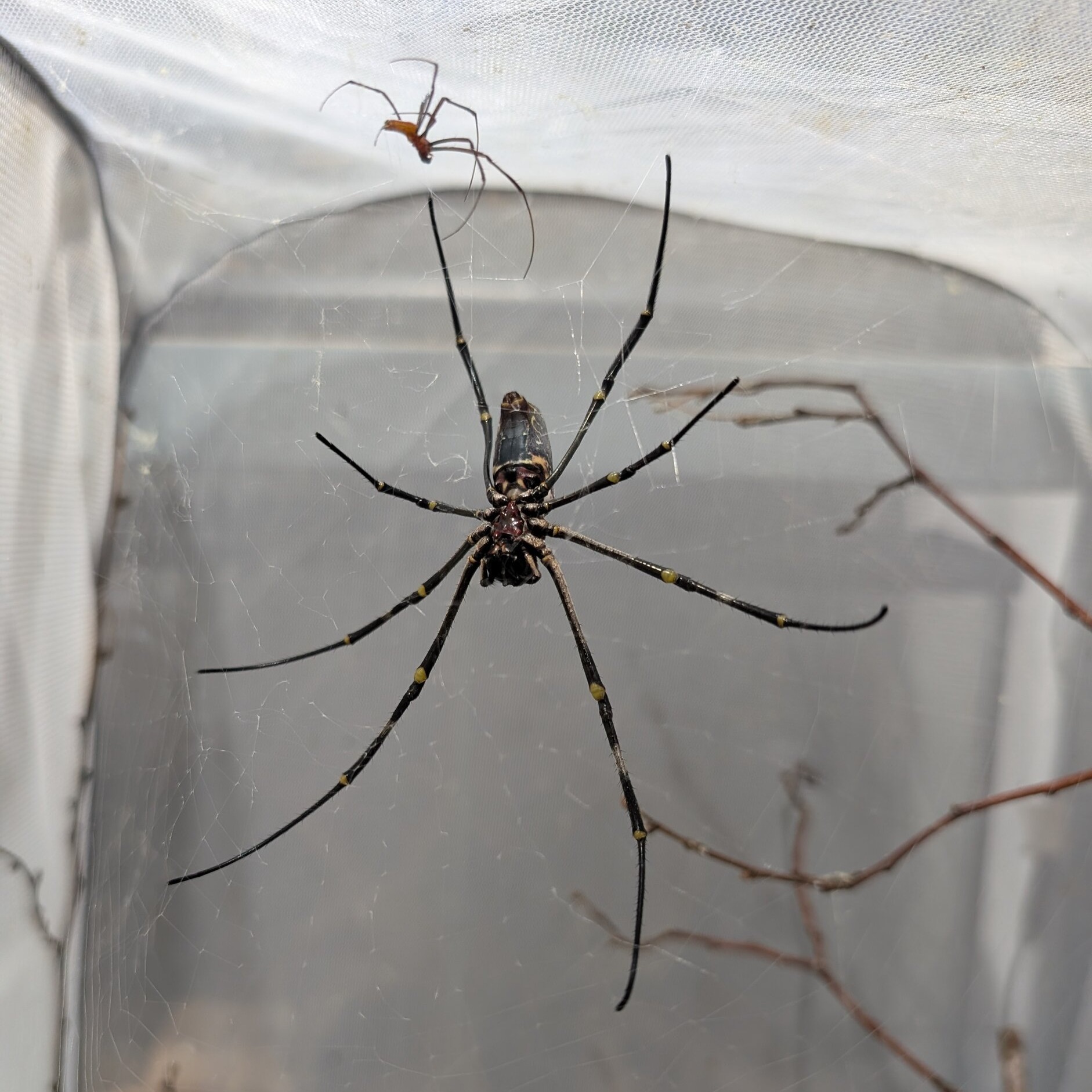 Nephila vitiana couple