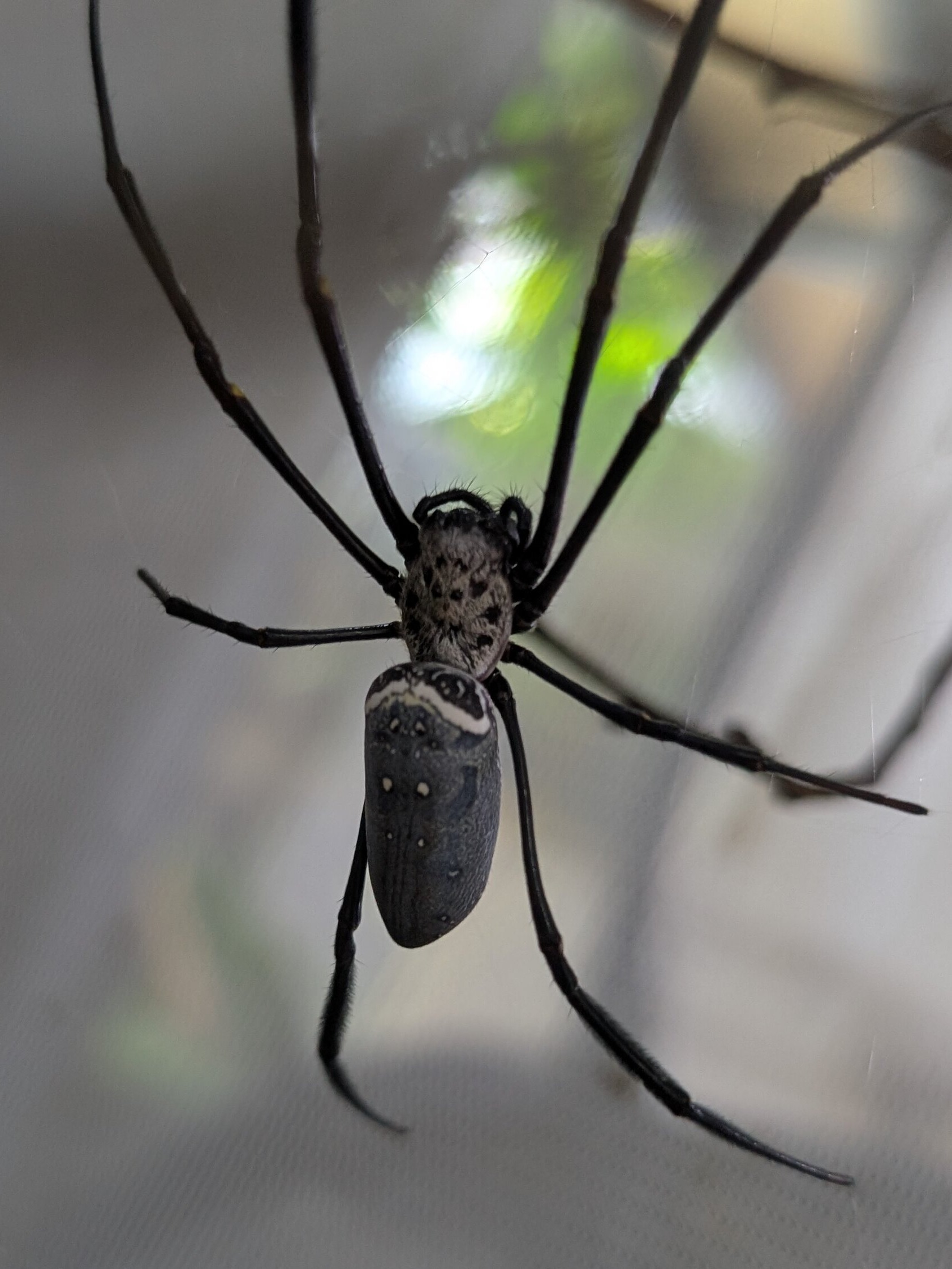 Nephila vitiana femelle