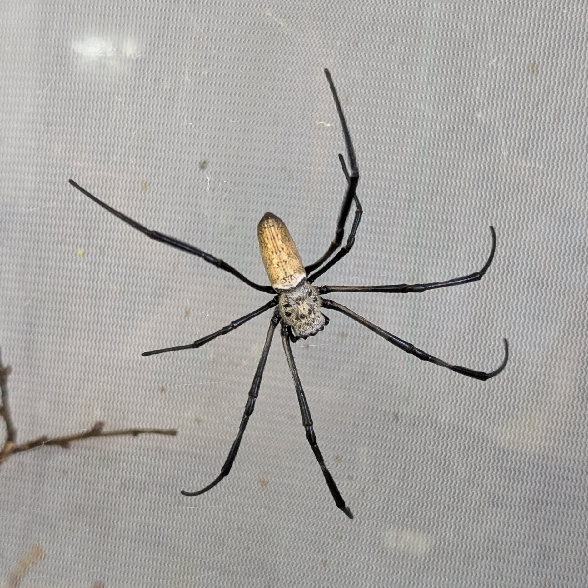 Nephila vitiana femelle 2