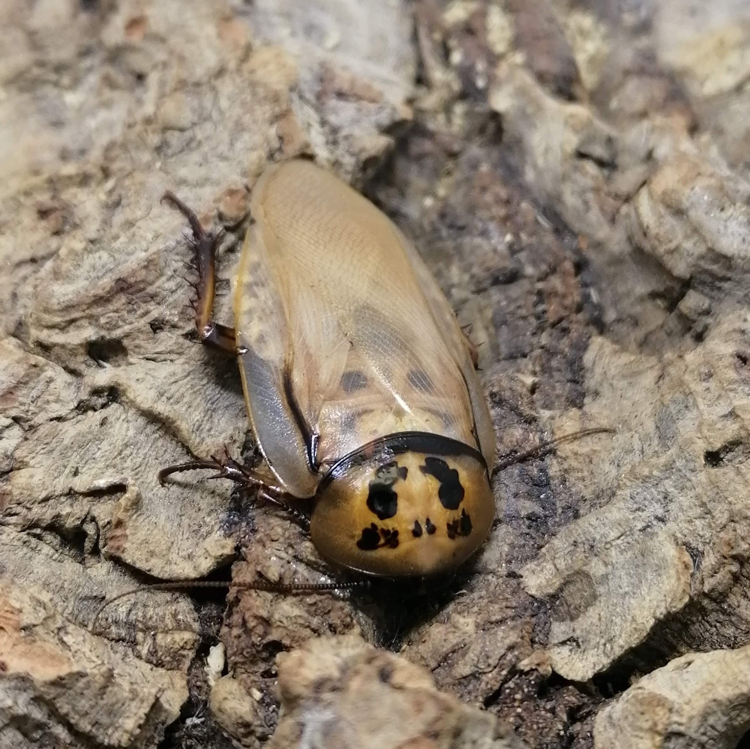 Eublaberus distanti adulte