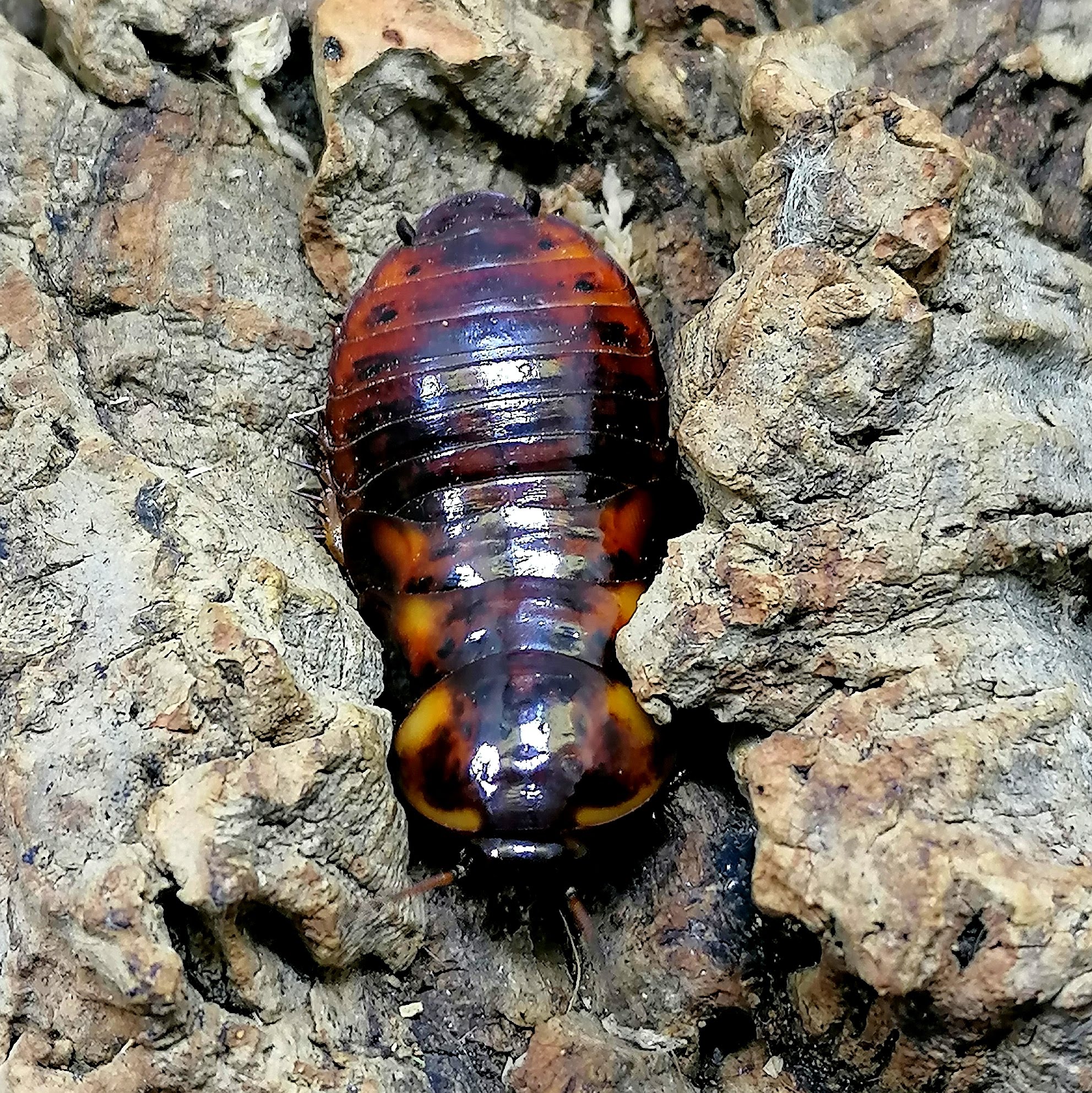Eublaberus distanti juvénile