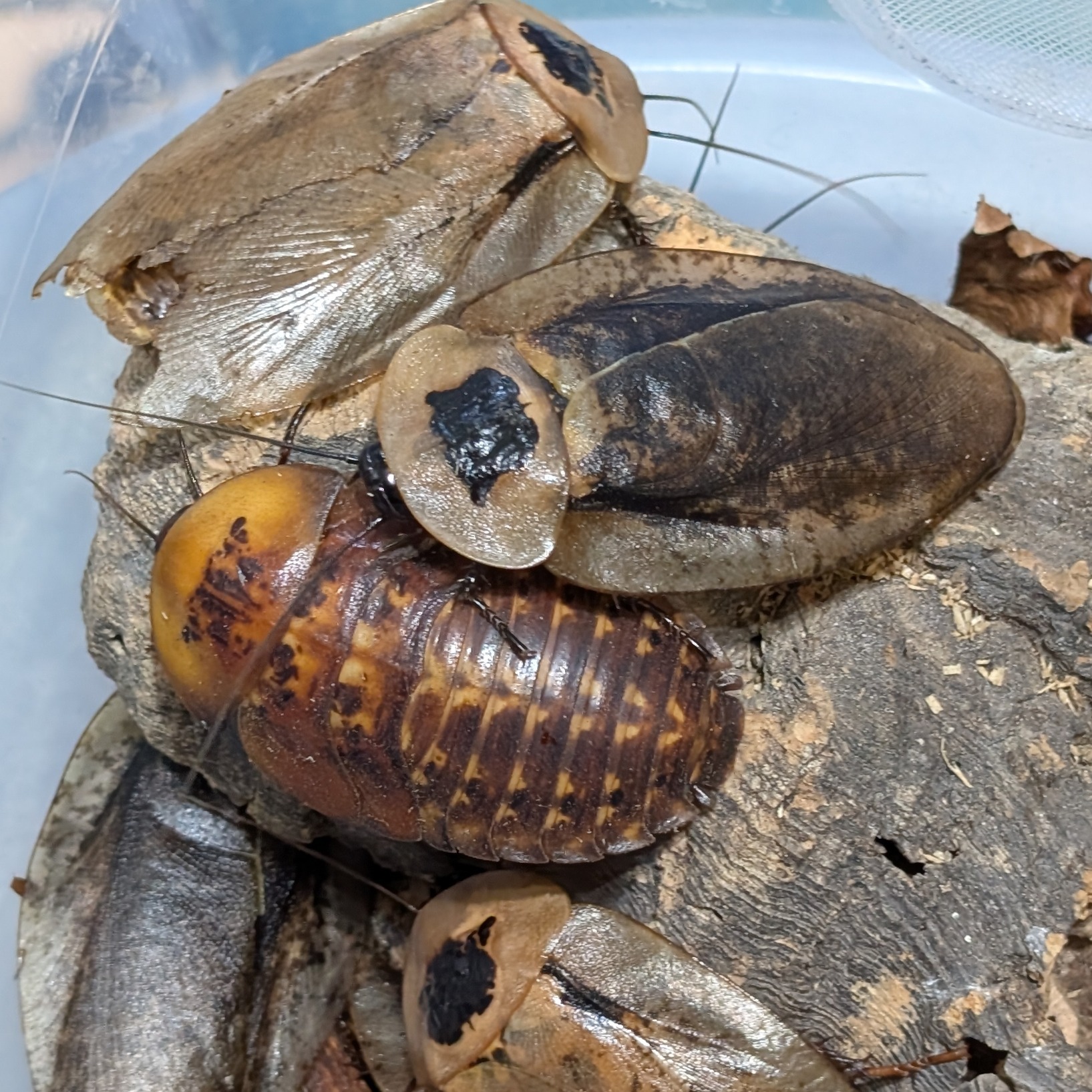 Archimandrita tessellata