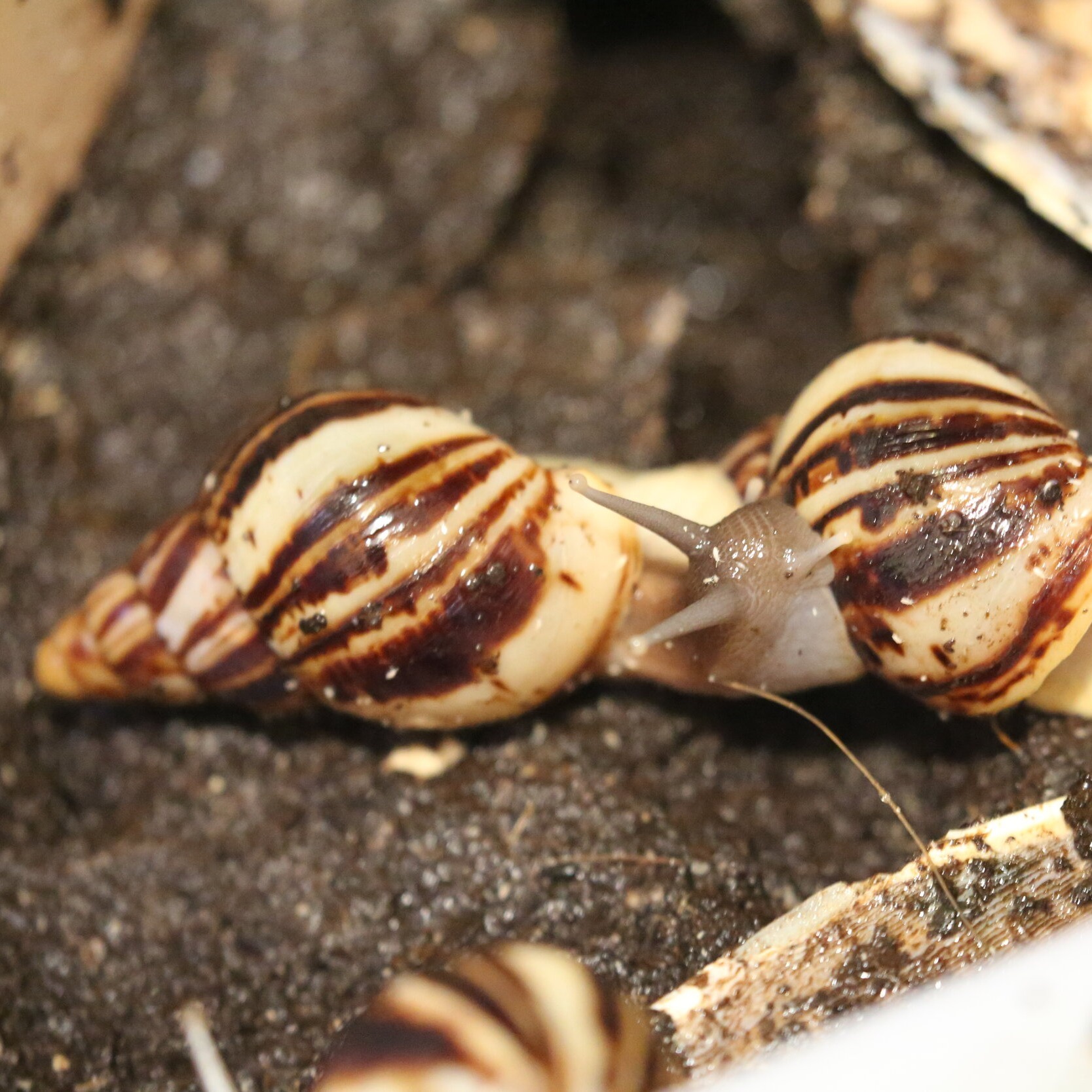 Lissachatina reticulata 2