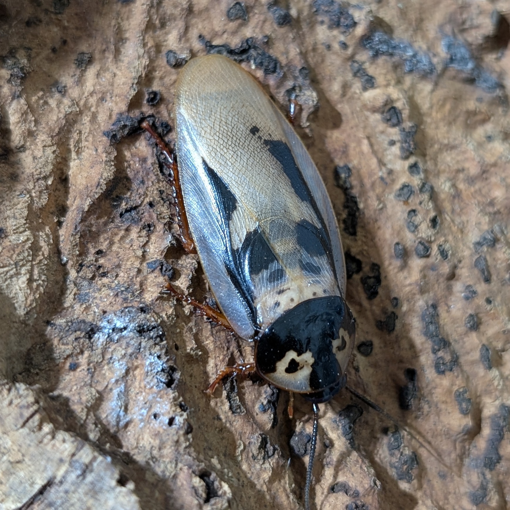 Eublaberus marajoara2