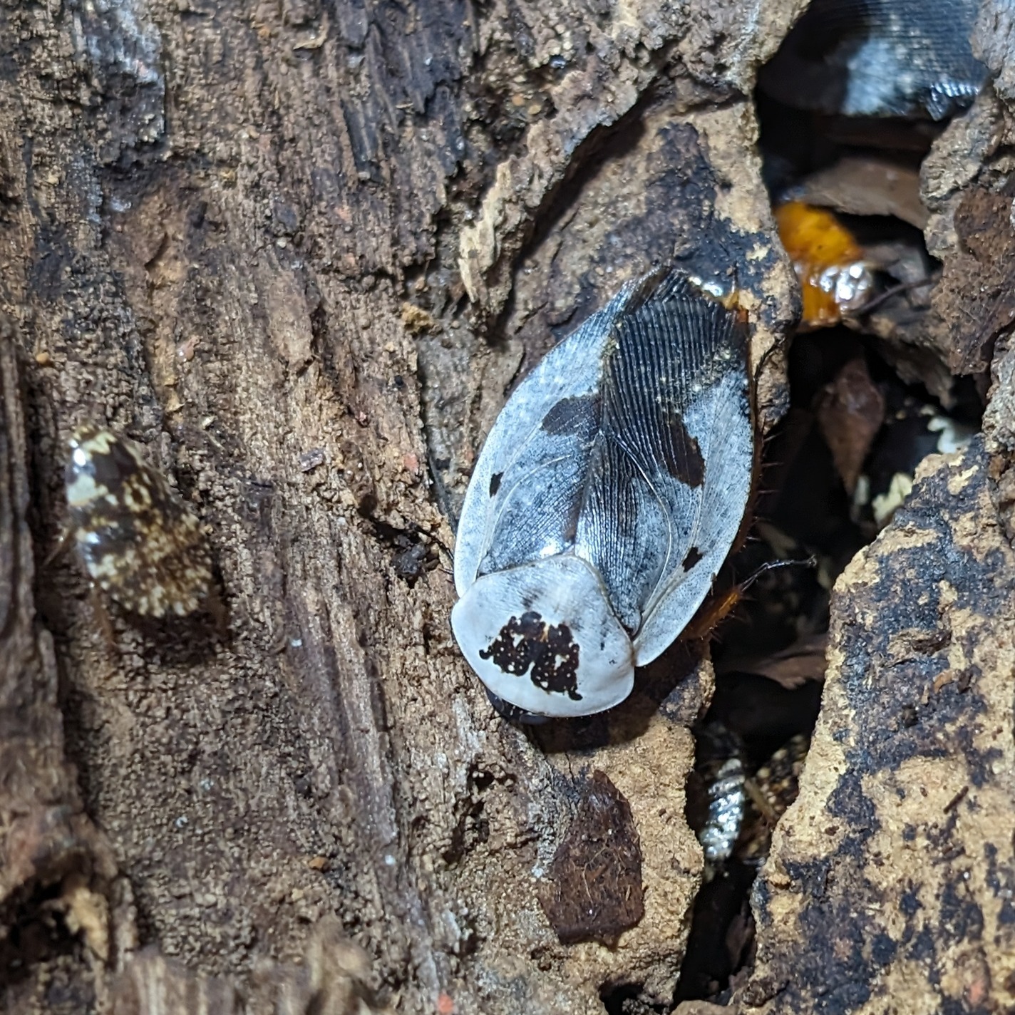 Gyna caffrorum 1