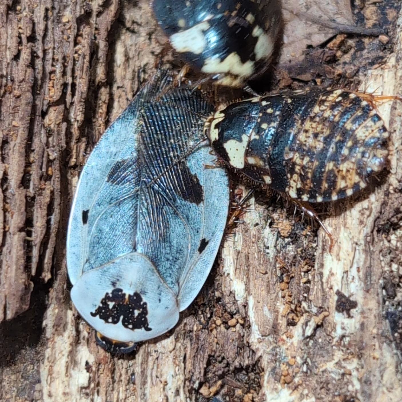 Gyna caffrorum 2