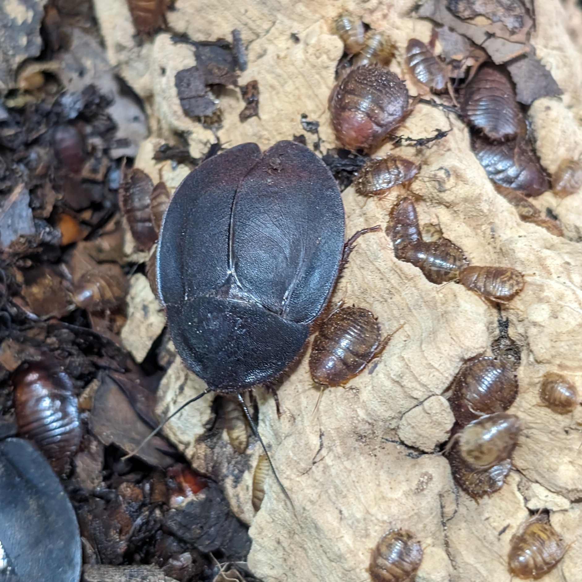 Ergaula pilosa femelle