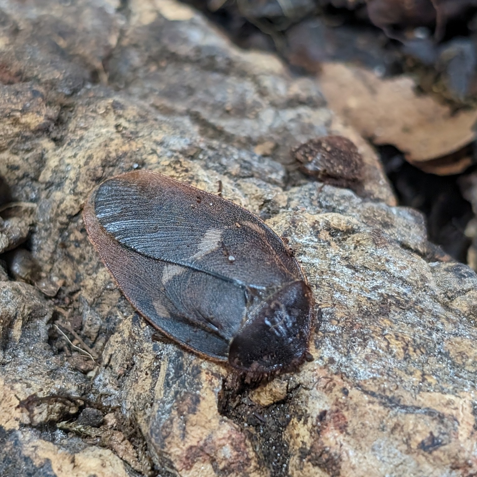 Ergaula pilosa mâle