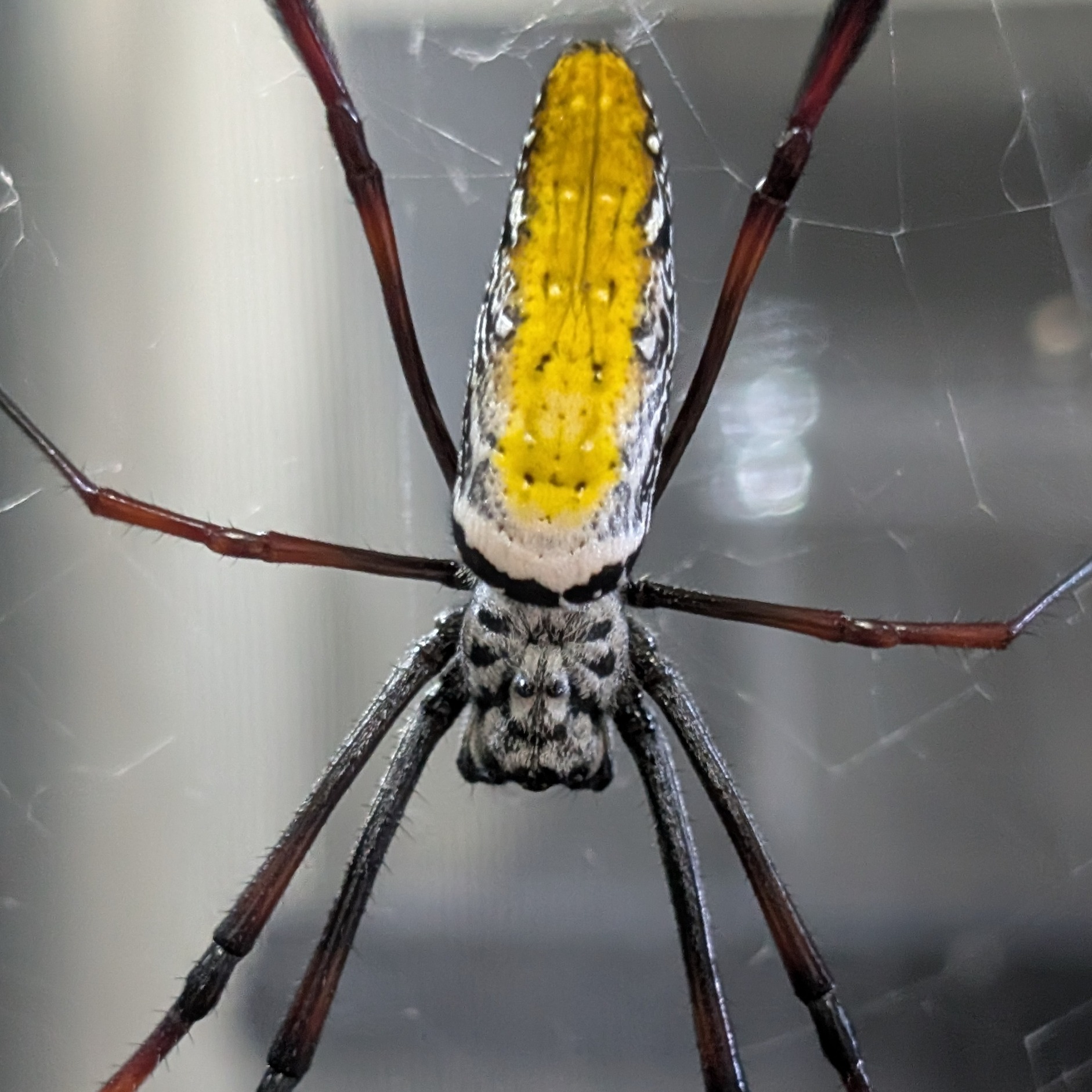 Trichonephila inaurata madagascariensis