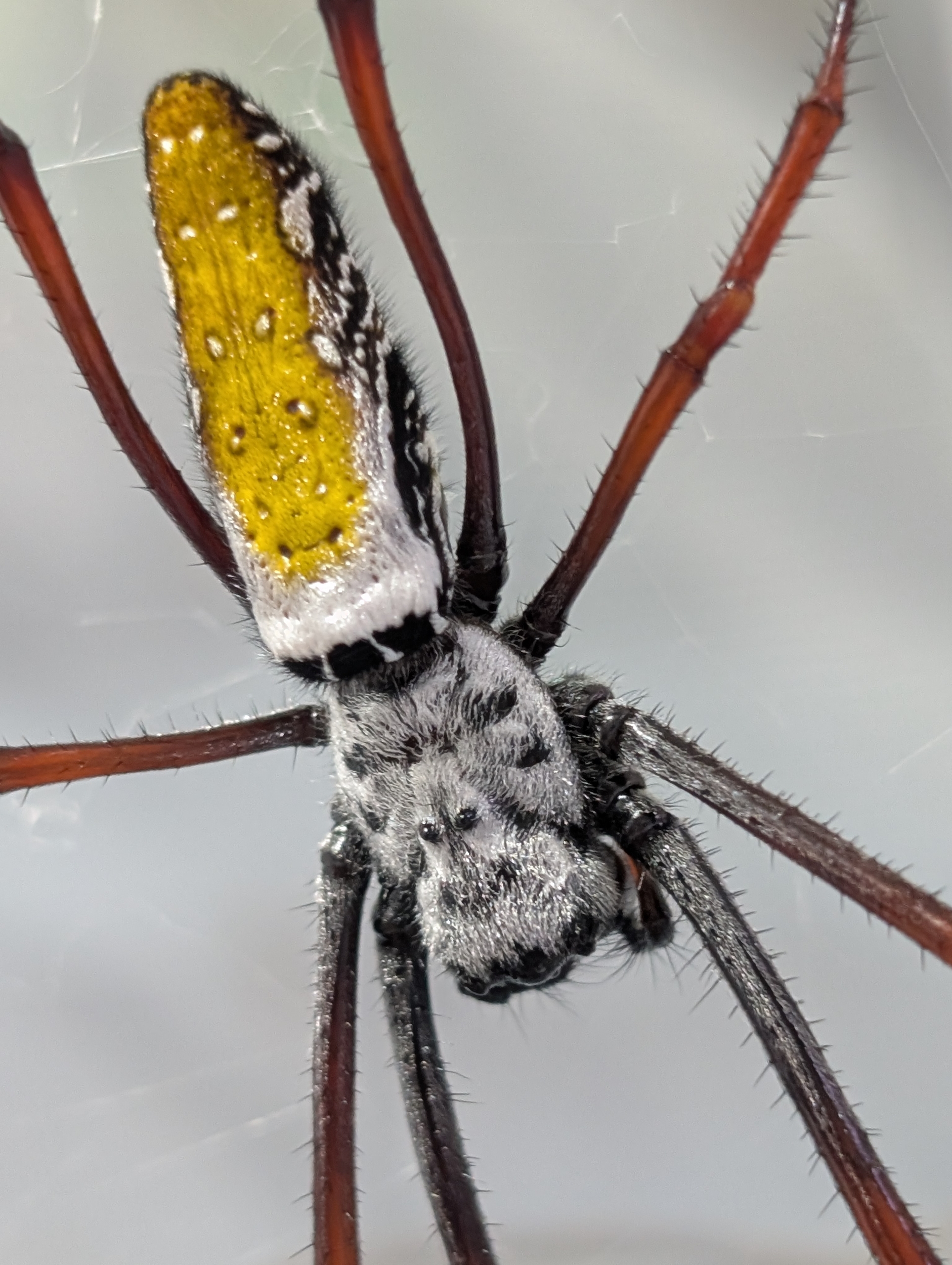 Trichonephila inaurata madagascariensis