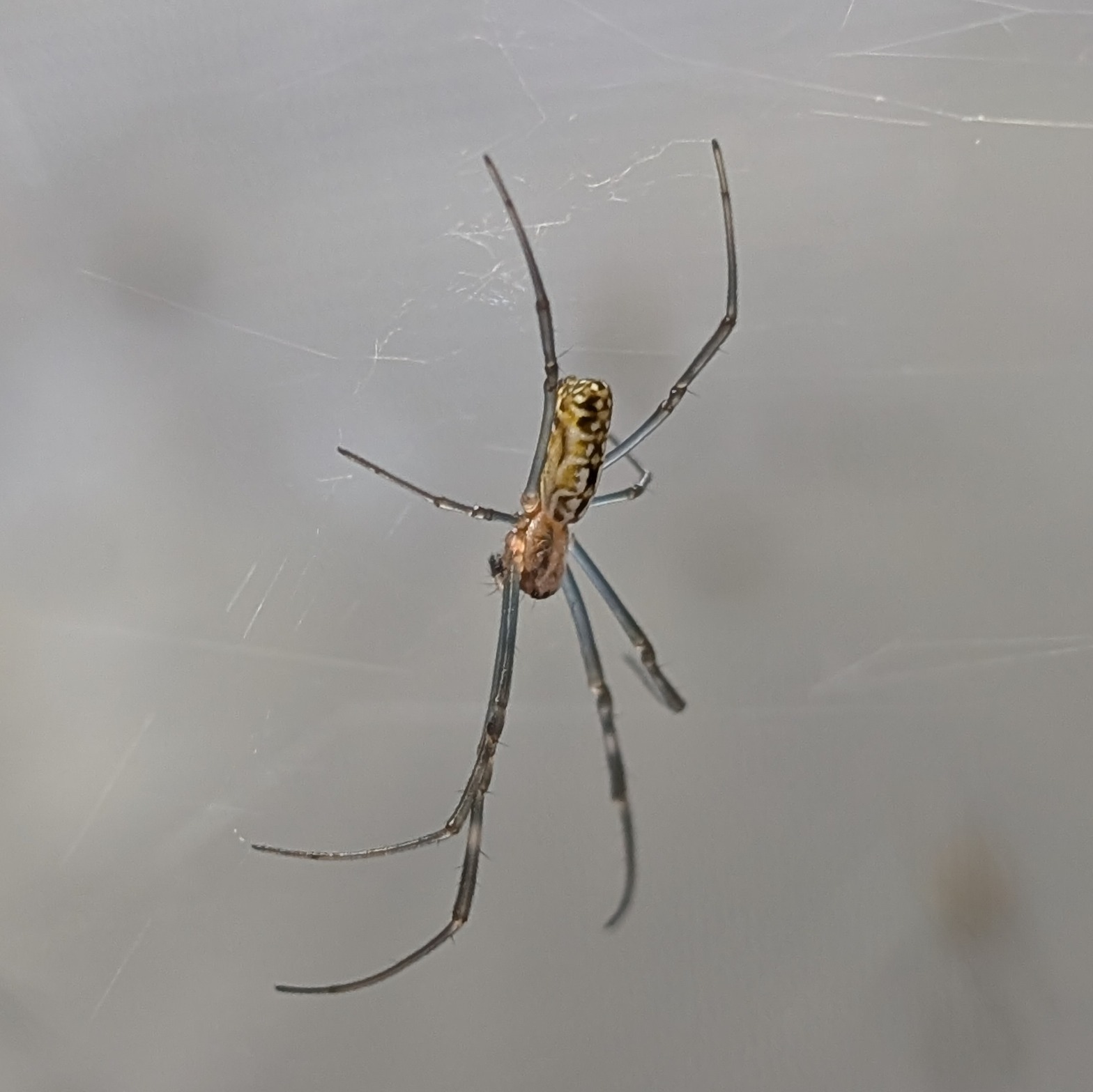 Nephila vitiana