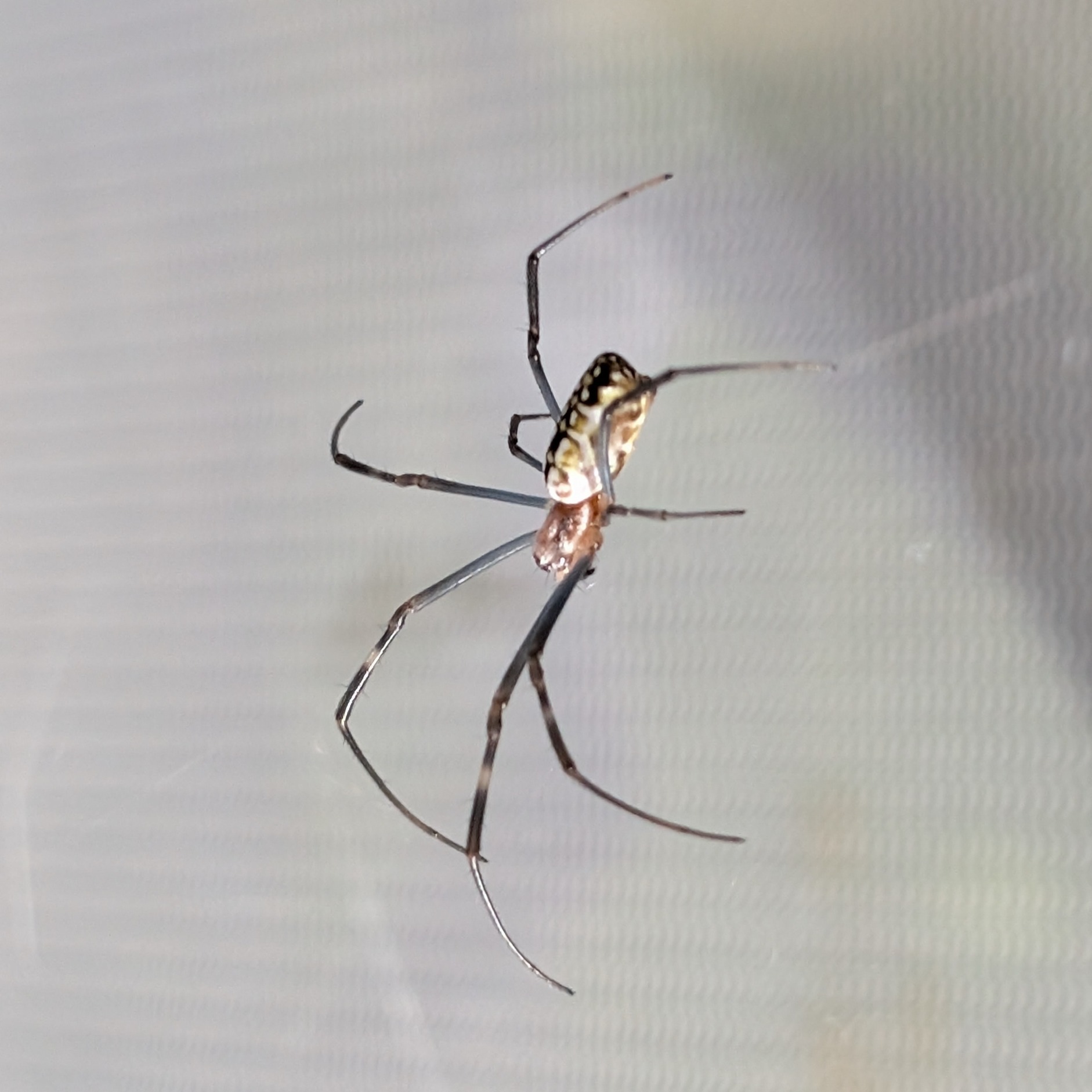 Nephila vitiana juv