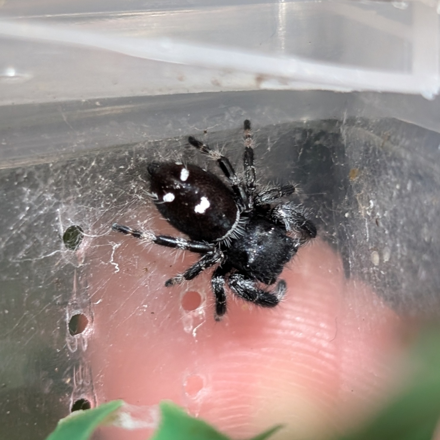 Phidippus regius mâle