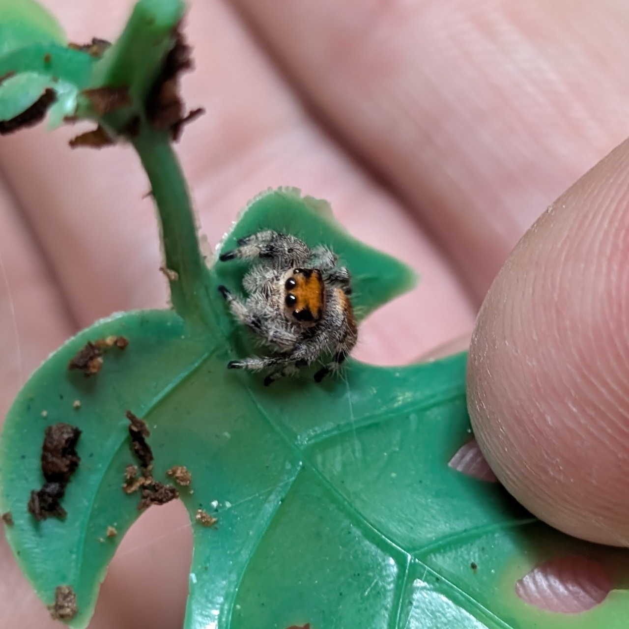 Phidippus regius North florida