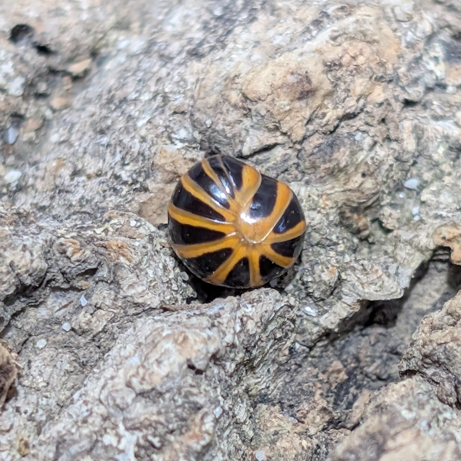 Glomeris annulata