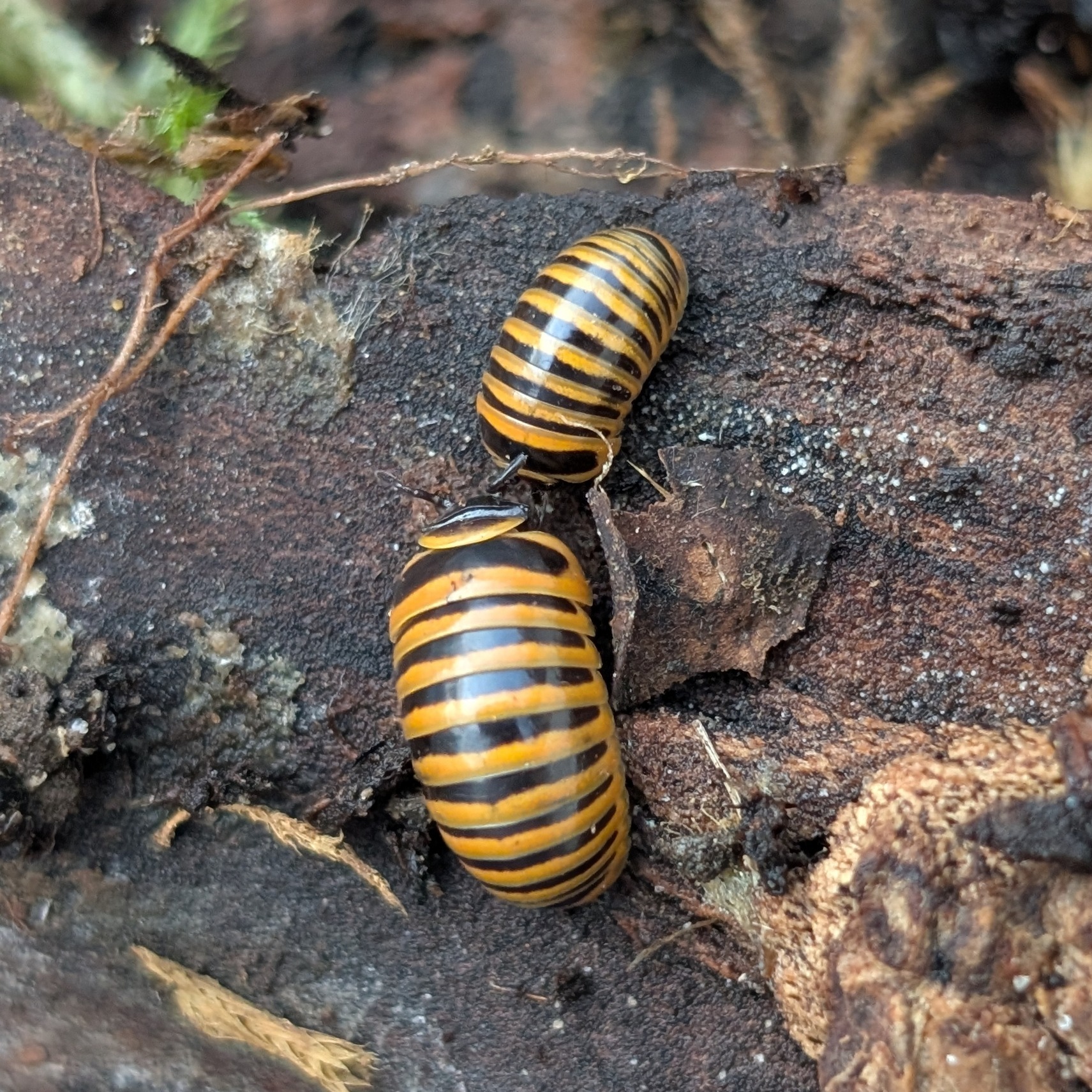Glomeris annulata