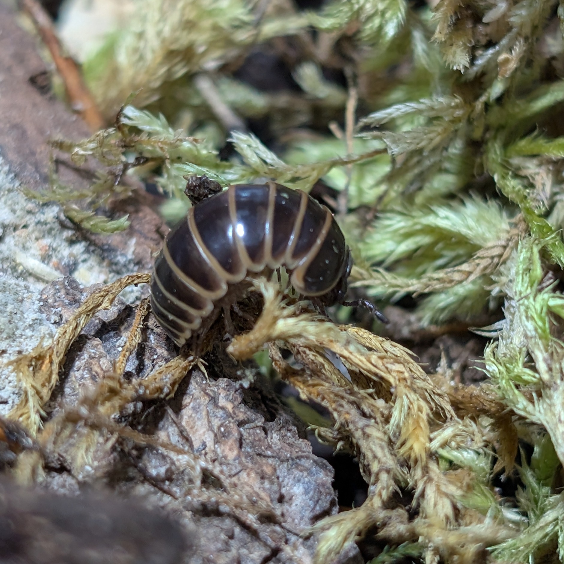 Glomeris marginata
