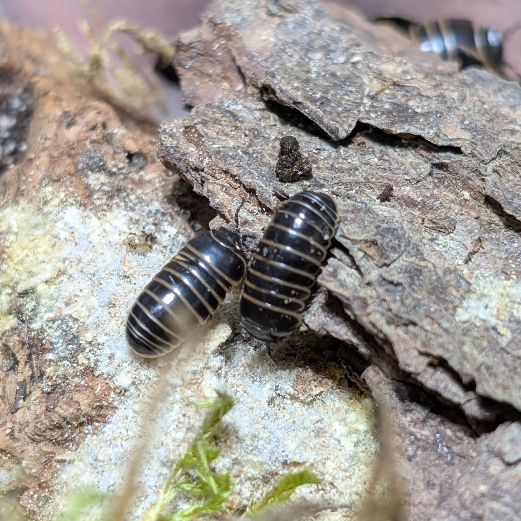 Glomeris marginata