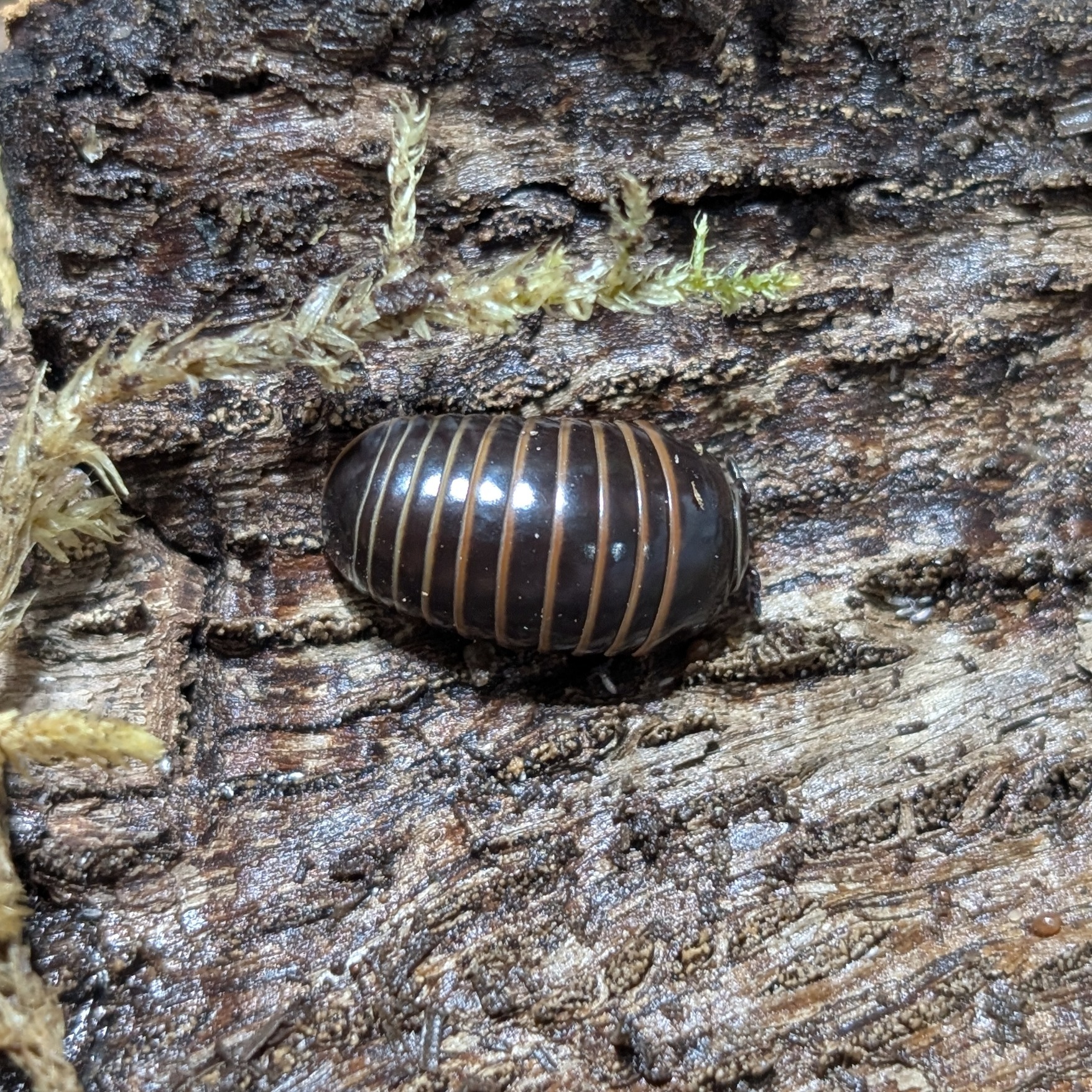 Glomeris marginata