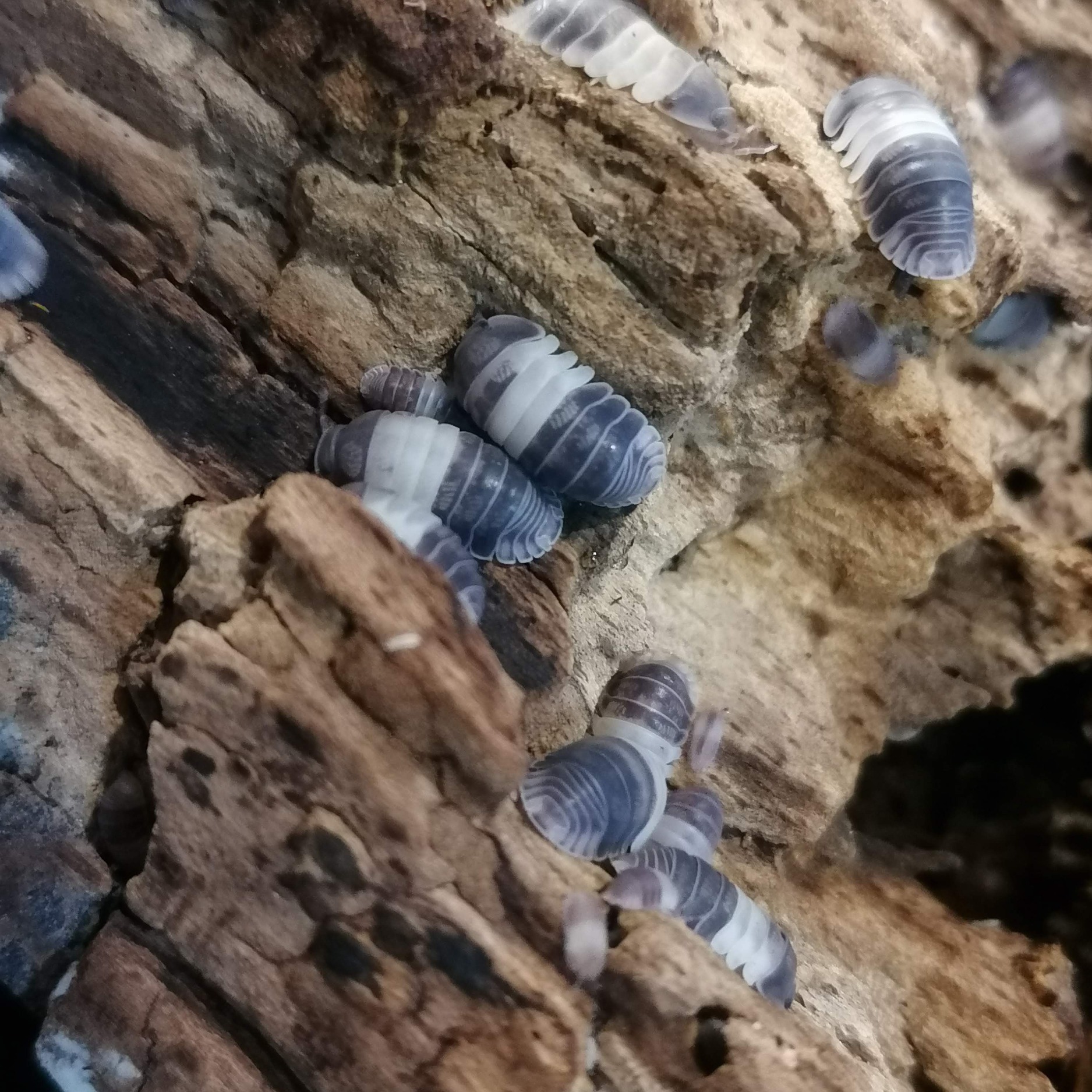 Cubaris sp. Panda king