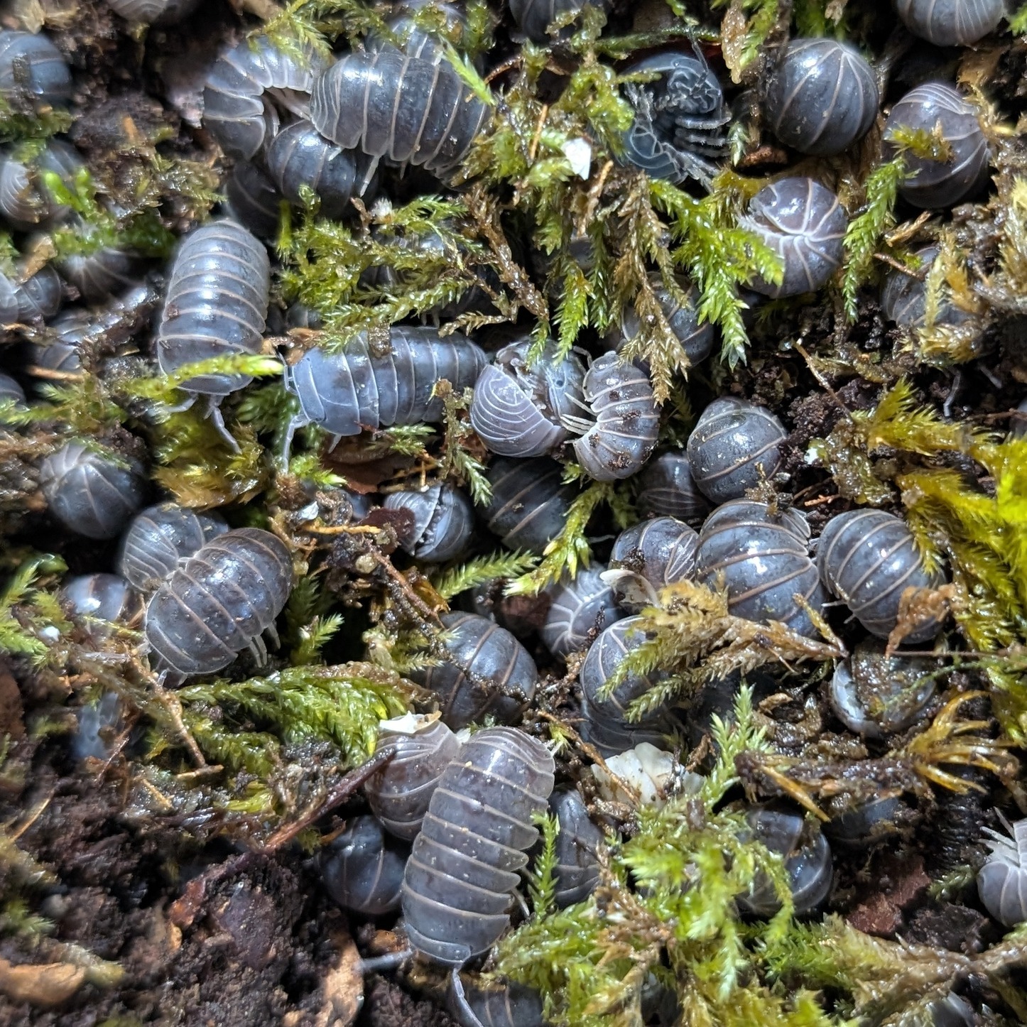 Armadillo officinalis