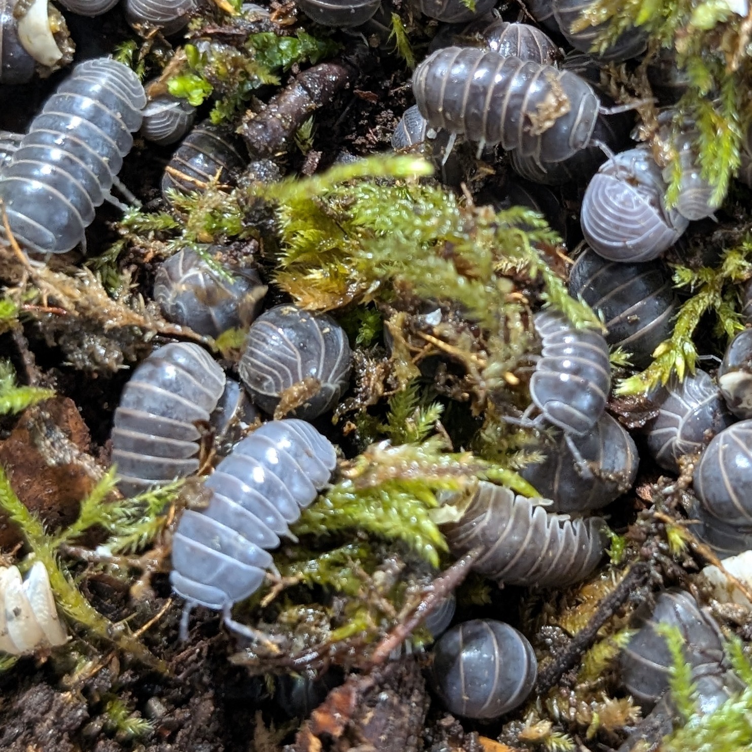 Armadillo officinalis