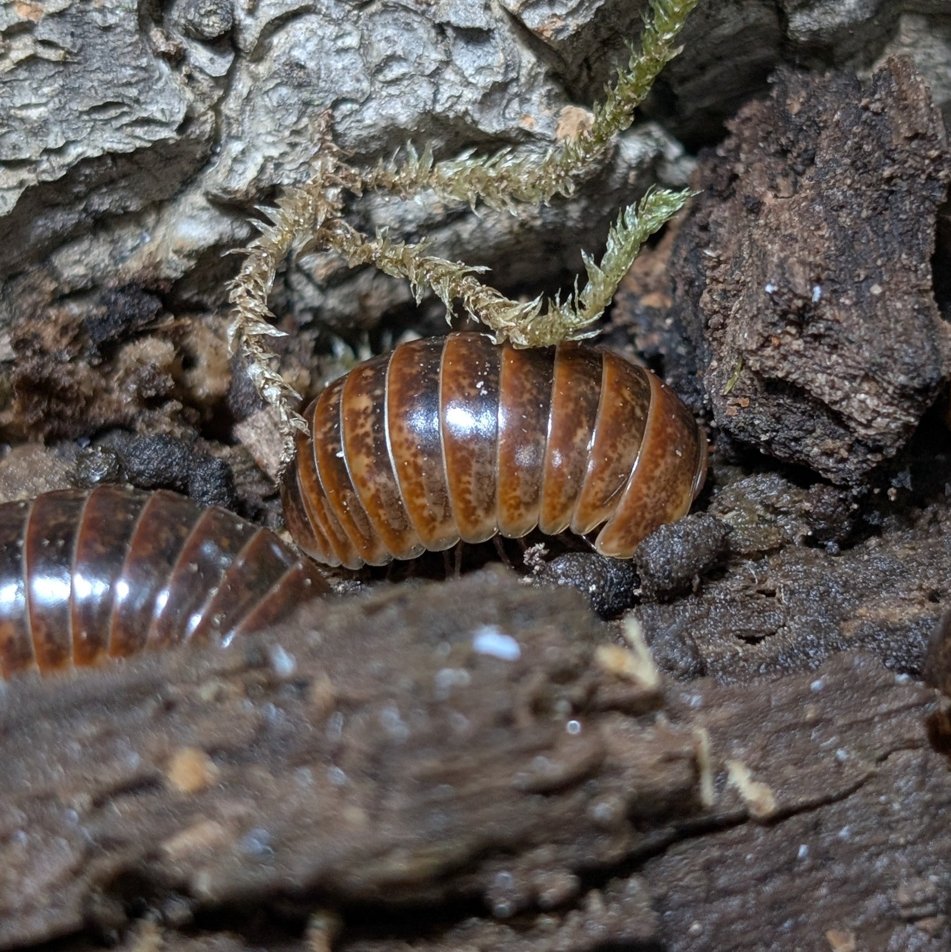 Loboglomeris rugifera