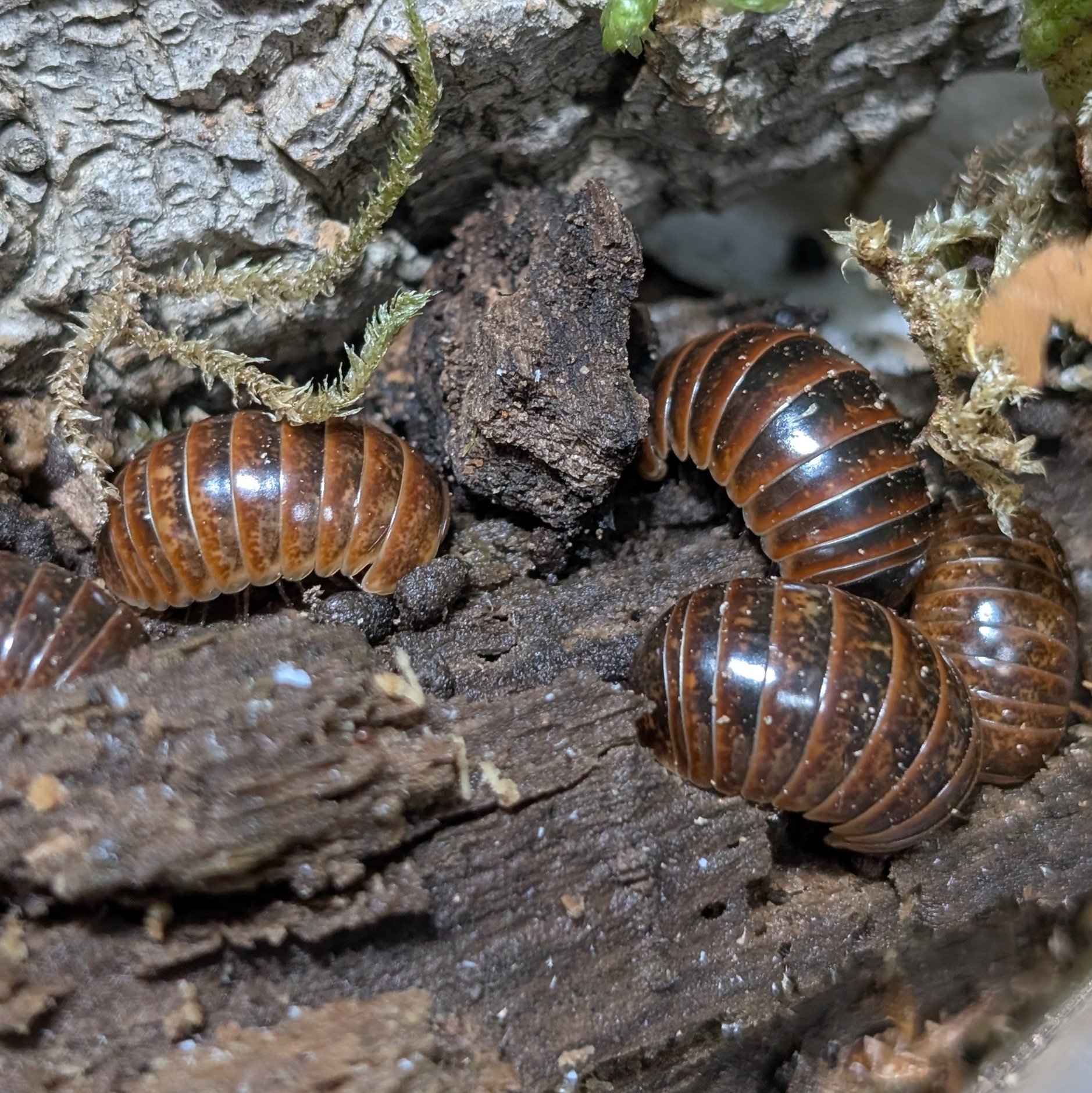 Loboglomeris rugifera