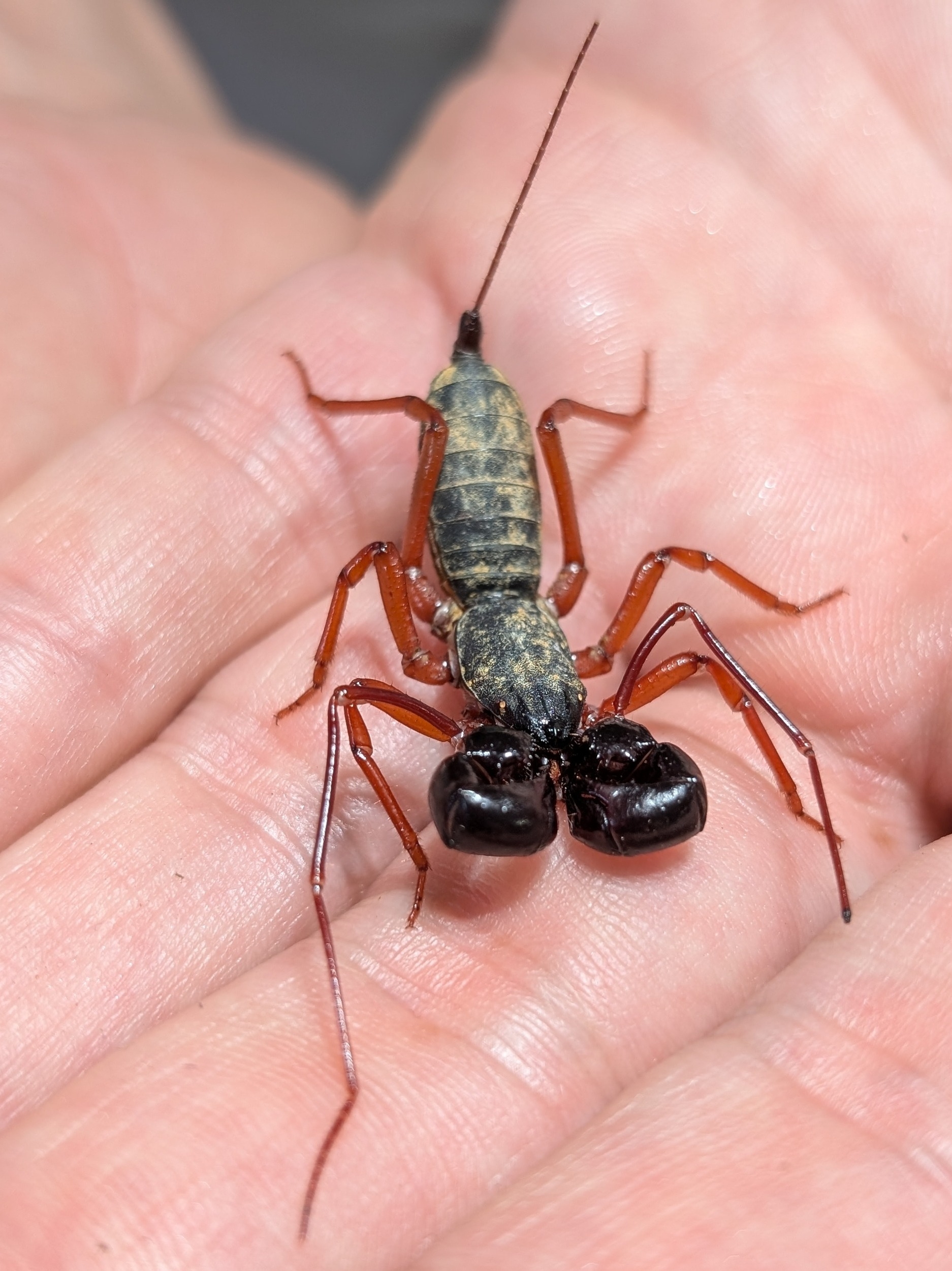 Ginosigma schimkewitschi