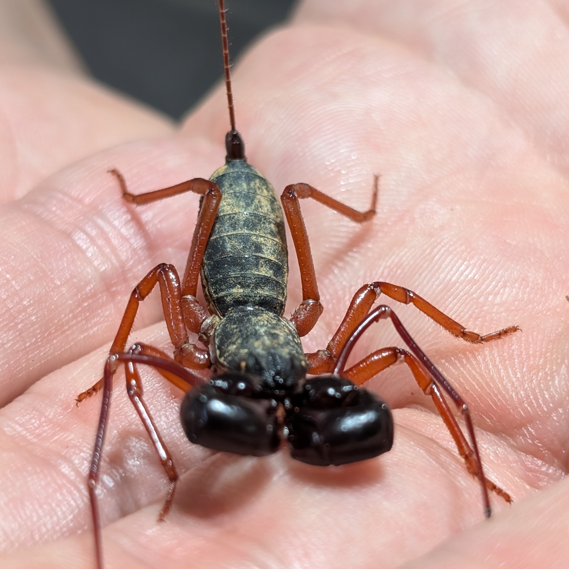 Ginosigma schimkewitschi