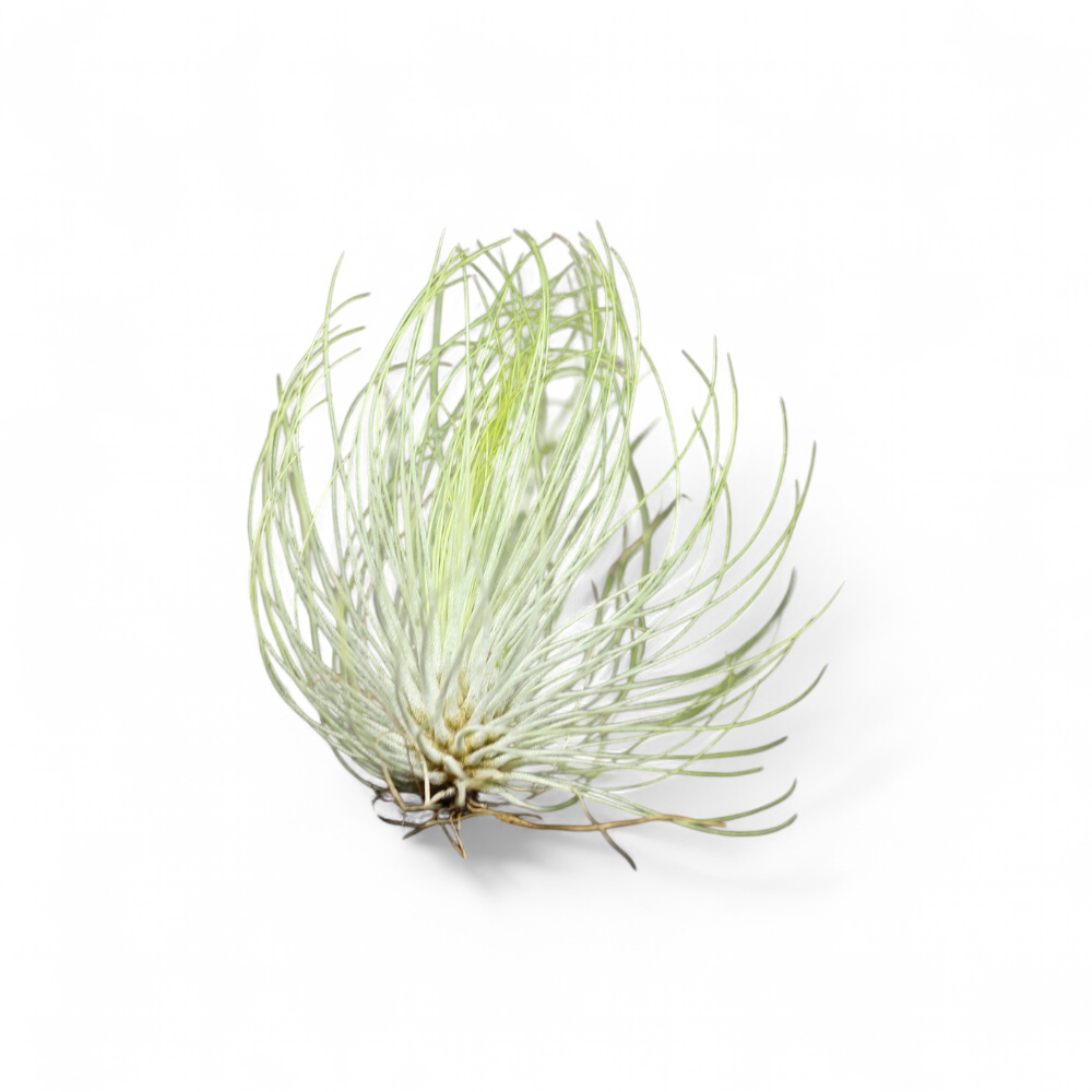 tillandsia-andreana