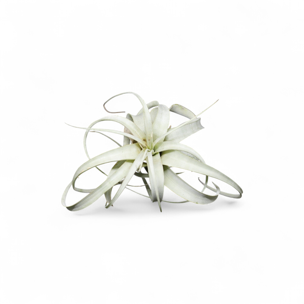 Nos tillandsias