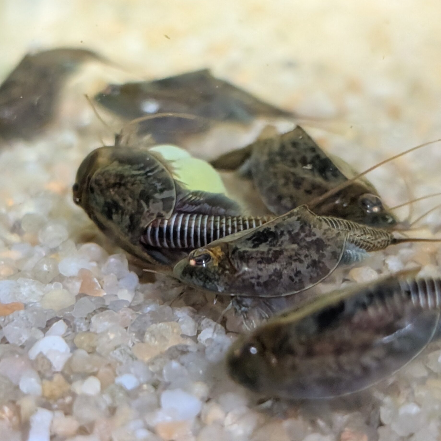 triops cancriformis allemagne