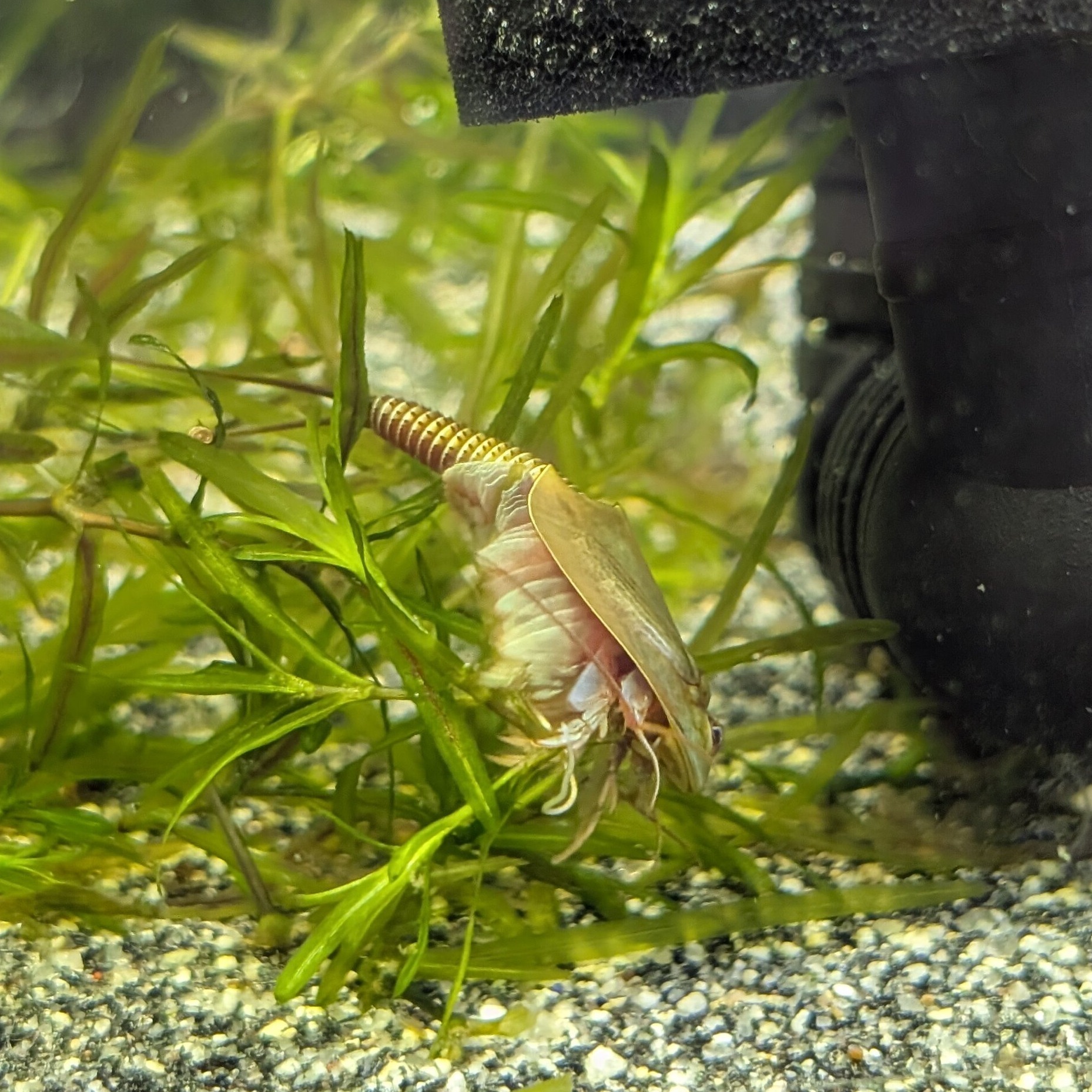triops mauritanicus