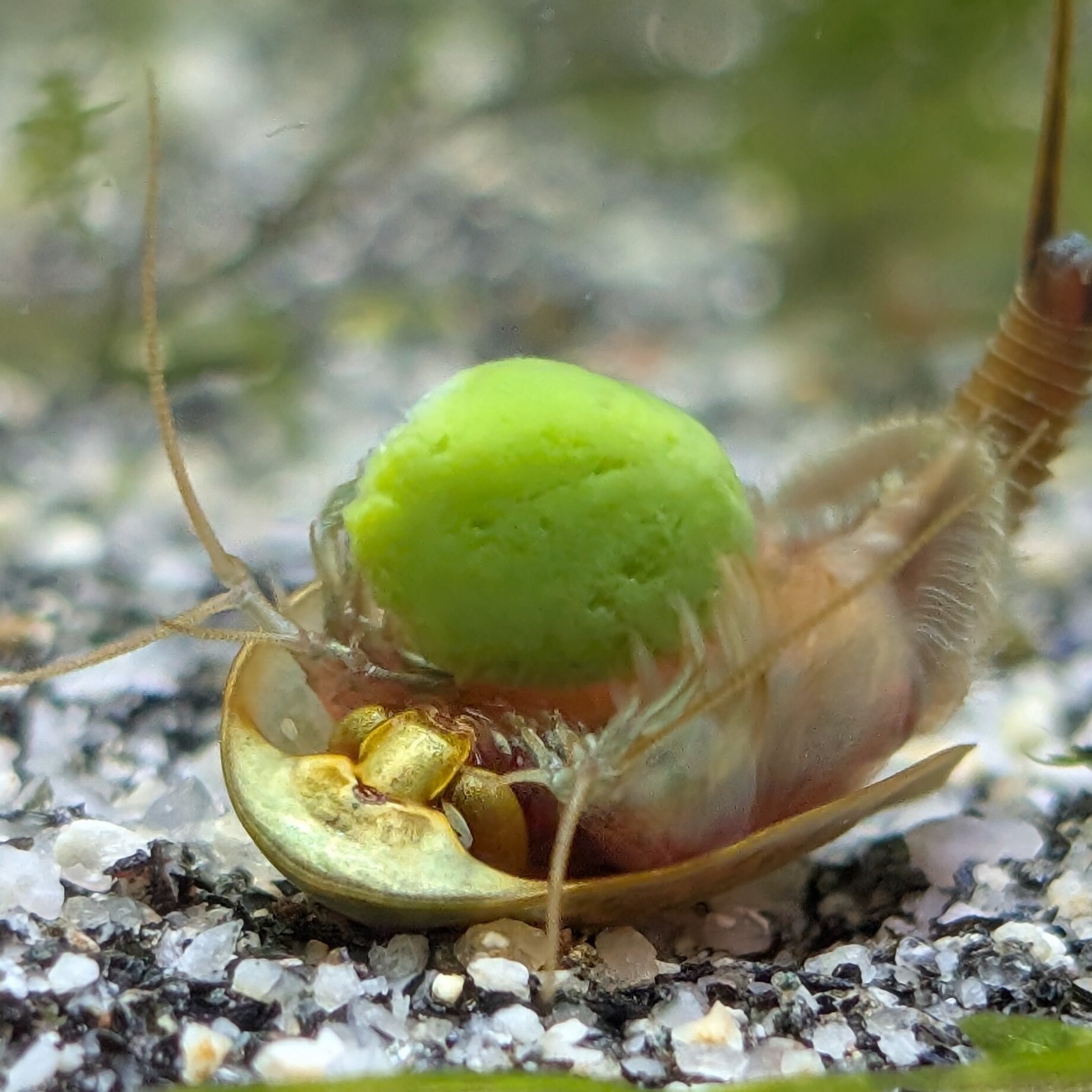 triops mauritanicus