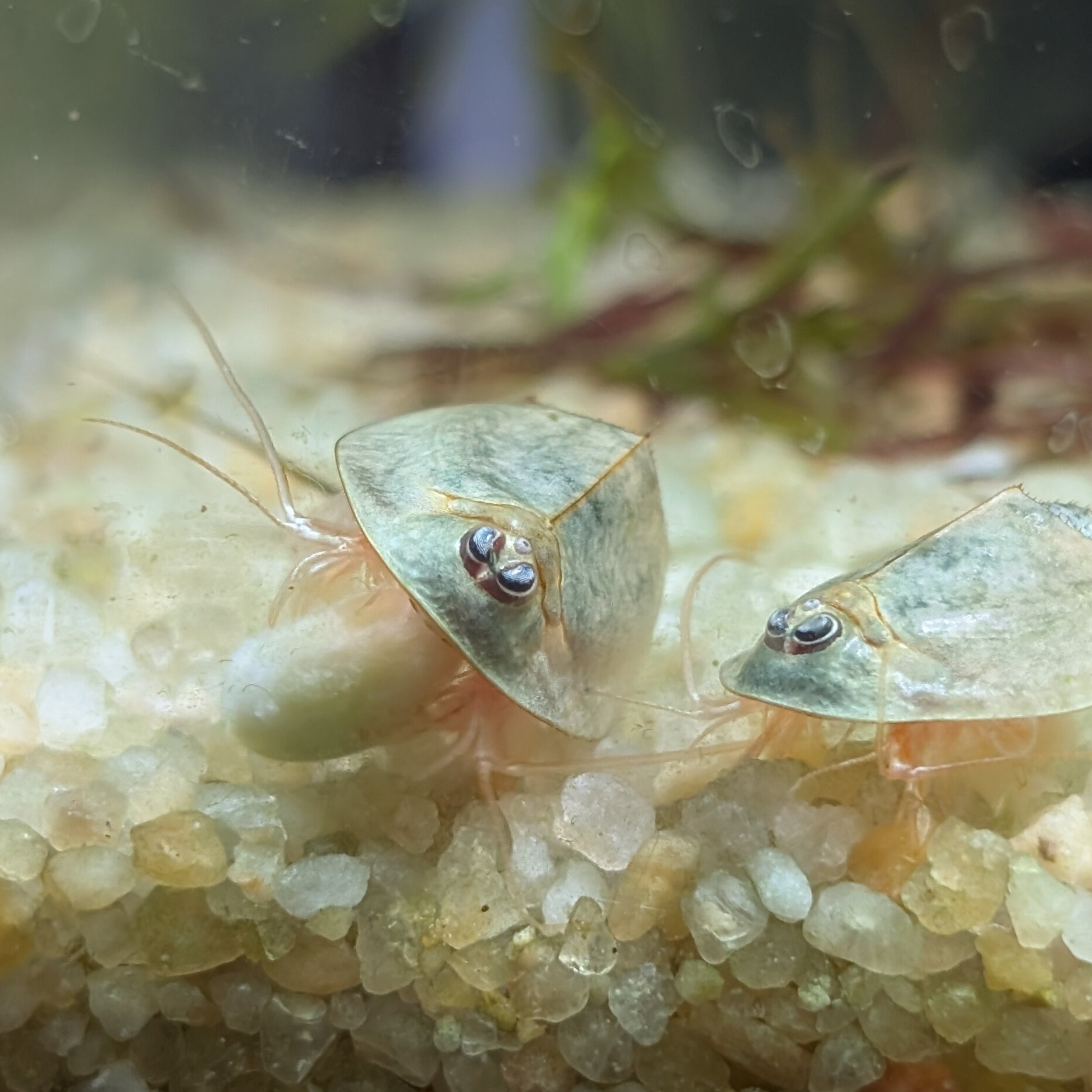 triops longicaudatus black