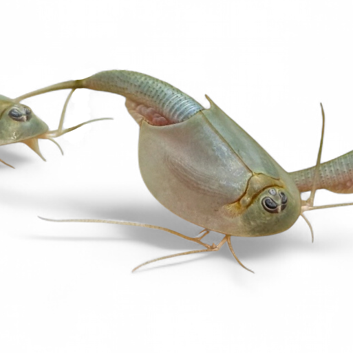 Nos Triops