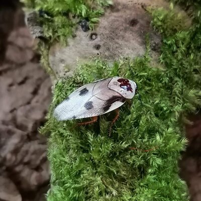 gyna centurio gambia blatte porcelaine de gambie