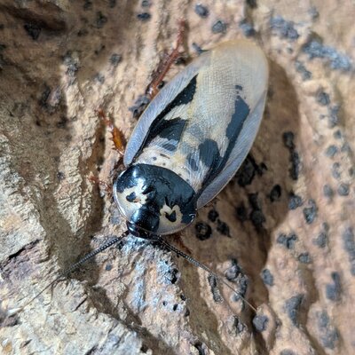 Eublaberus marajoara1